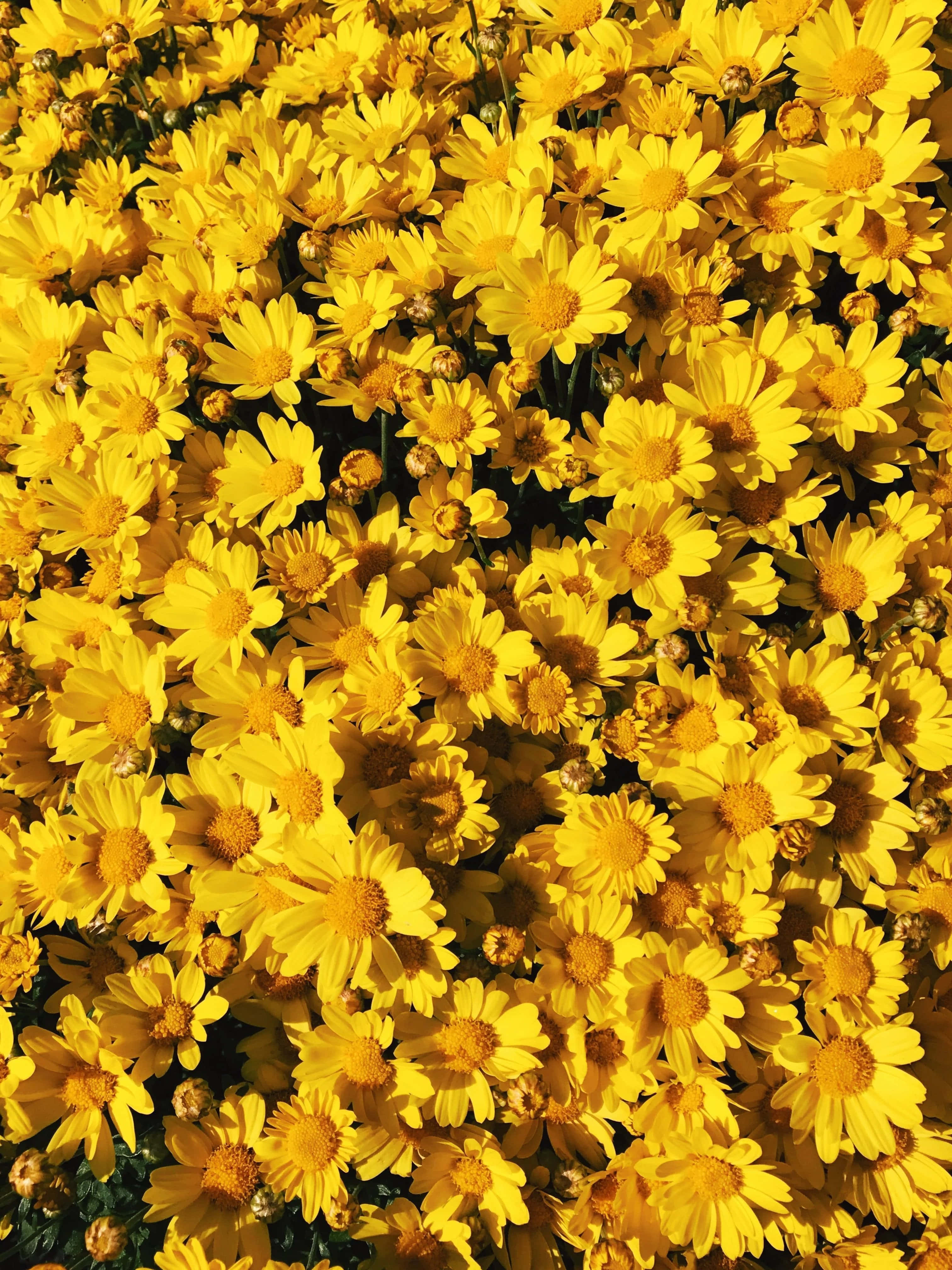 Isang bukirang makulay na dilaw at puting mga aesthetic na bulaklak. Wallpaper