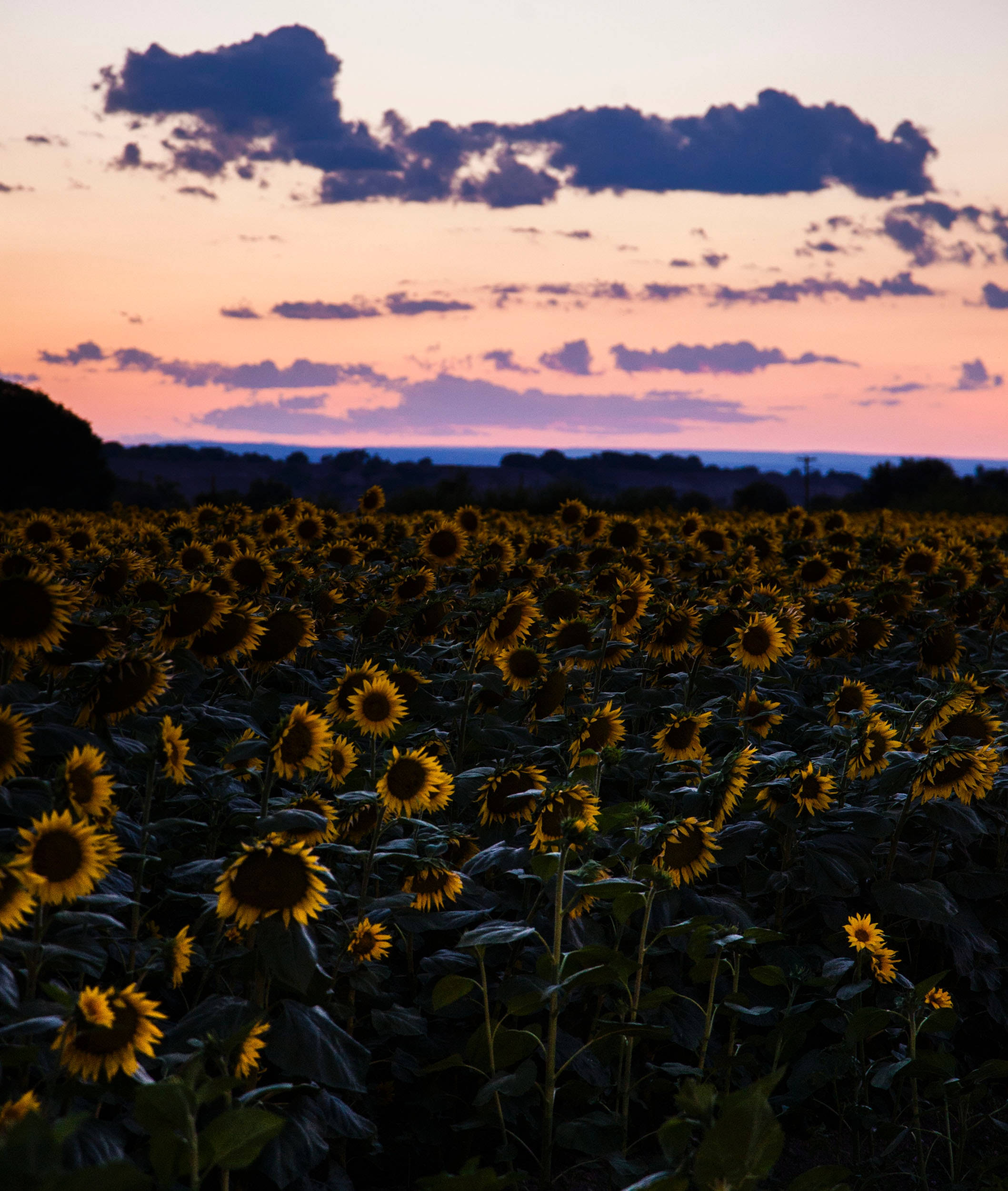 Isang Bukirin ng Matingkad na Dilaw na Sunflower sa Ilalim ng Kulay Rosas na Paglubog ng Araw Wallpaper