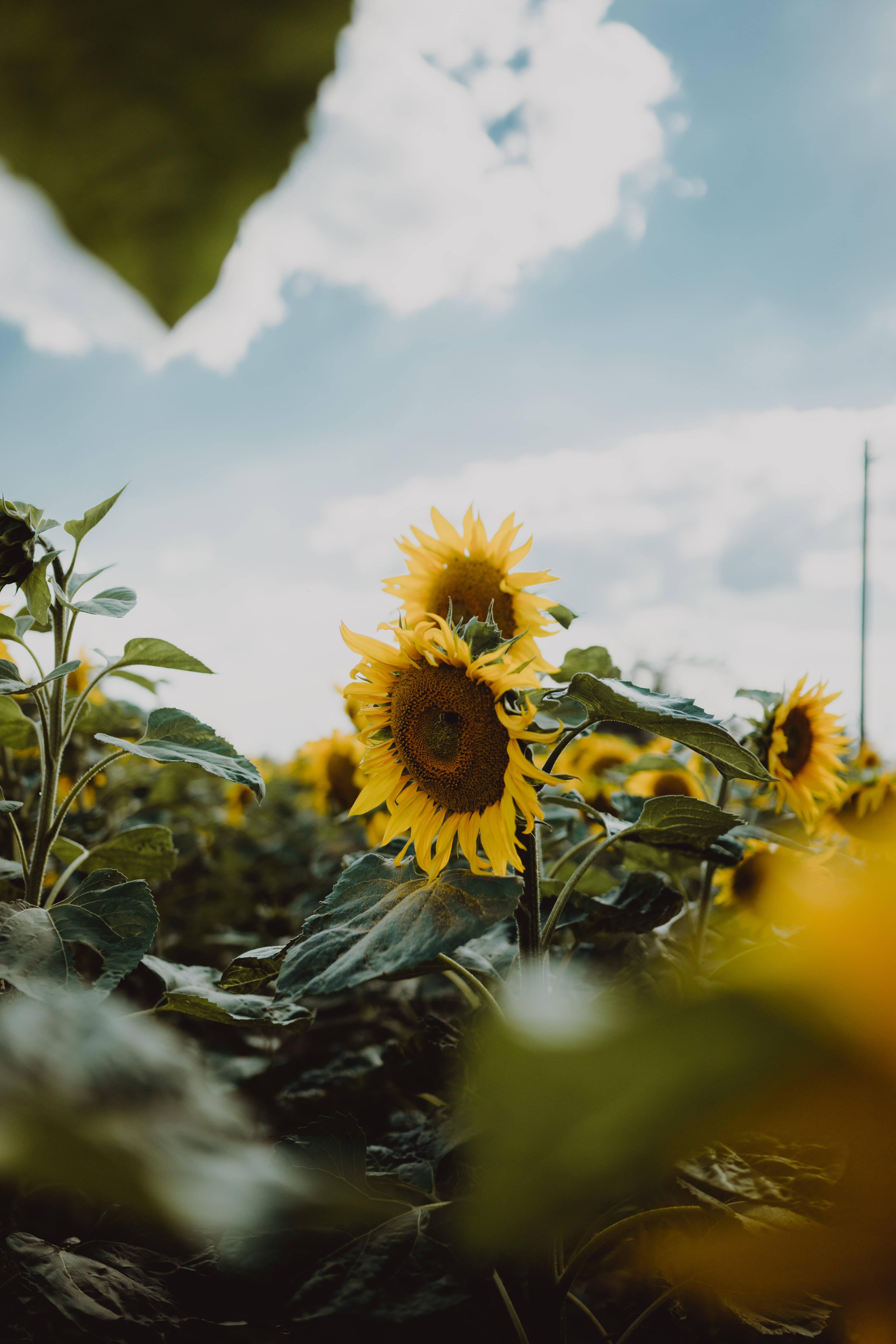 Isang bukirin ng mga sunflower na lubos na namumulaklak Wallpaper