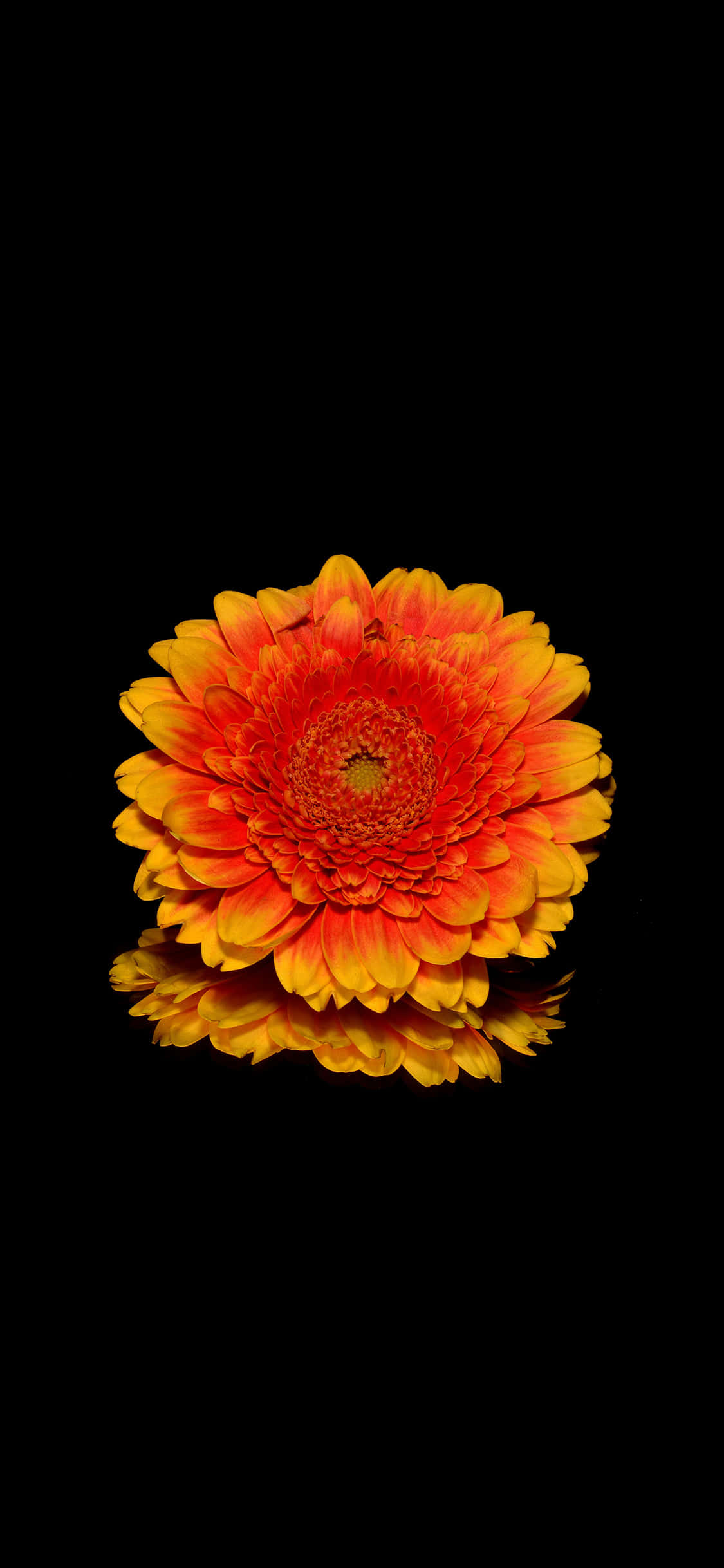 isang bulaklak ay nasa tubig Wallpaper