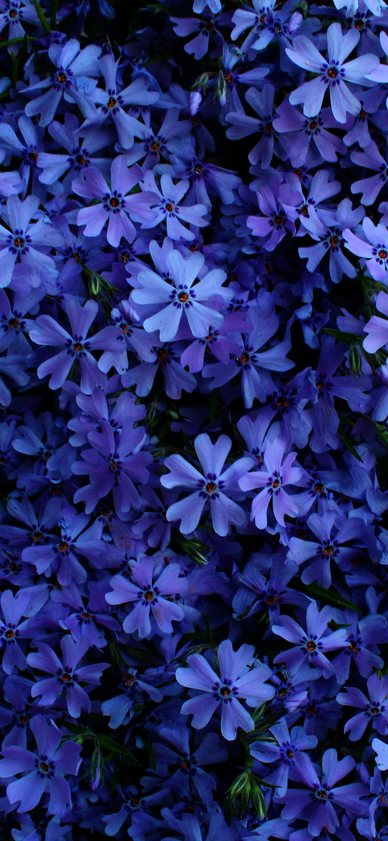 isang bungkos ng asul na bulaklak Wallpaper