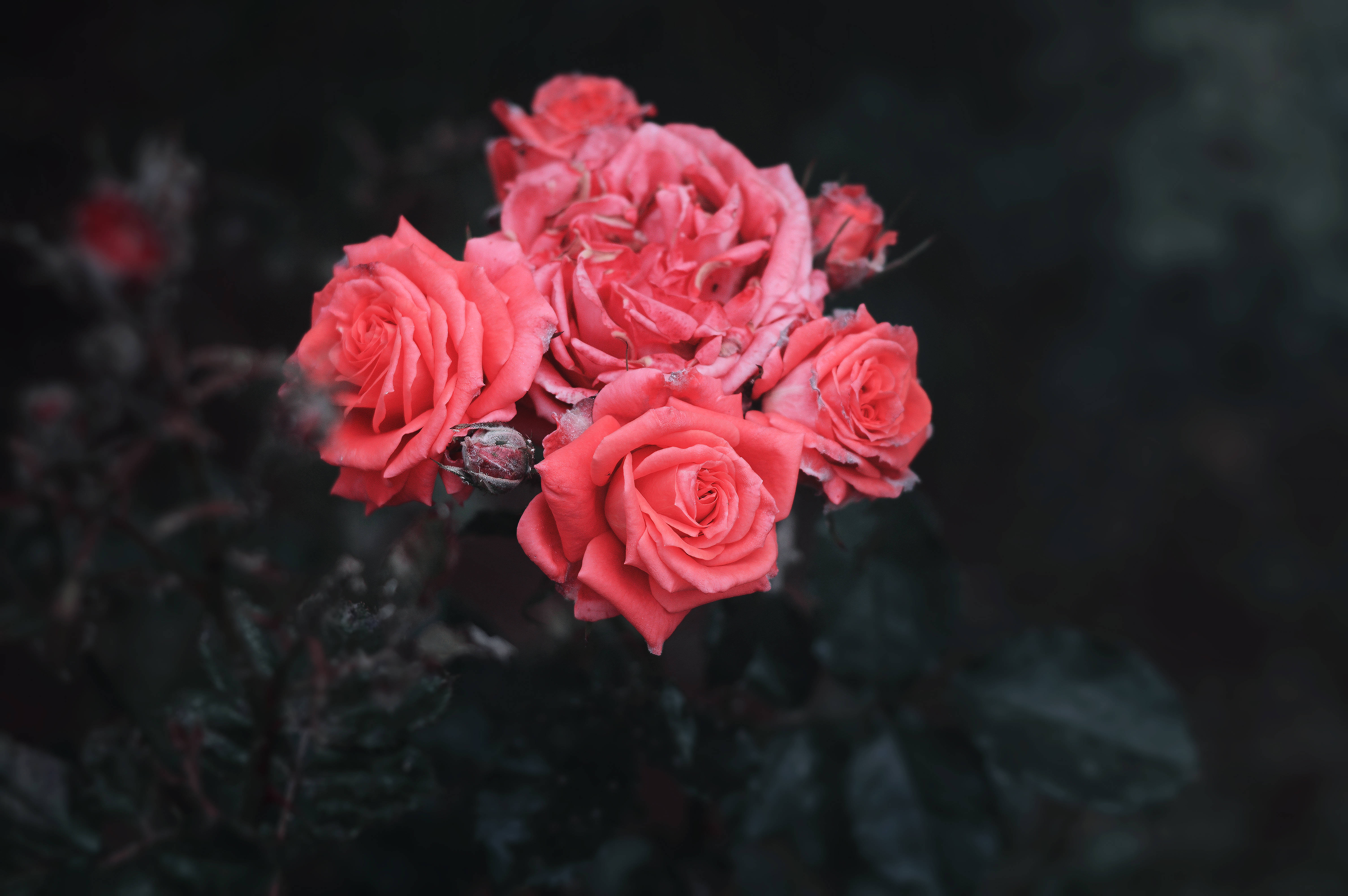 isang bungkos ng mga rosas na rosas sa dilim Wallpaper