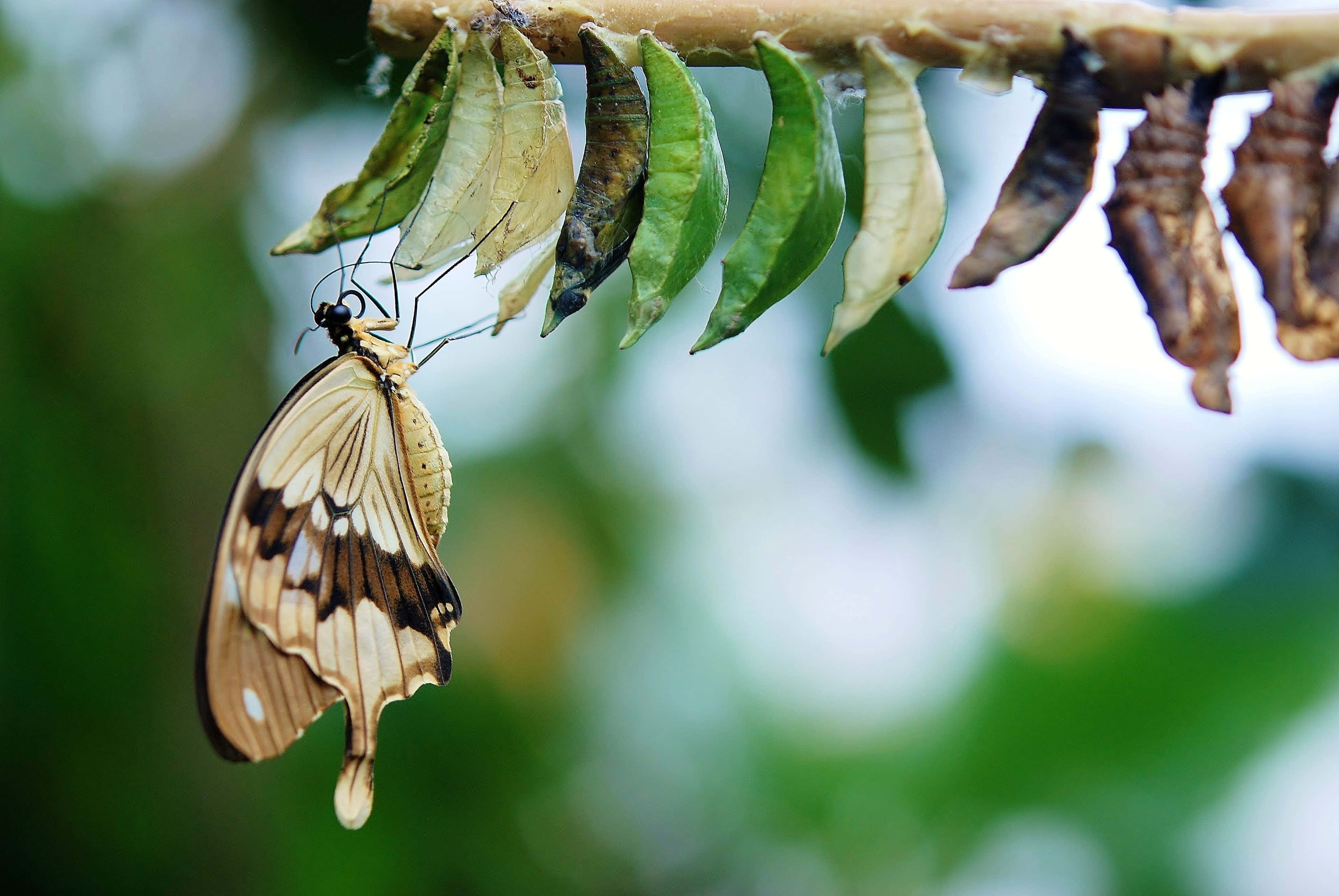 Isang butterfly sa paglipad laban sa isang malambot na lilac na background Wallpaper