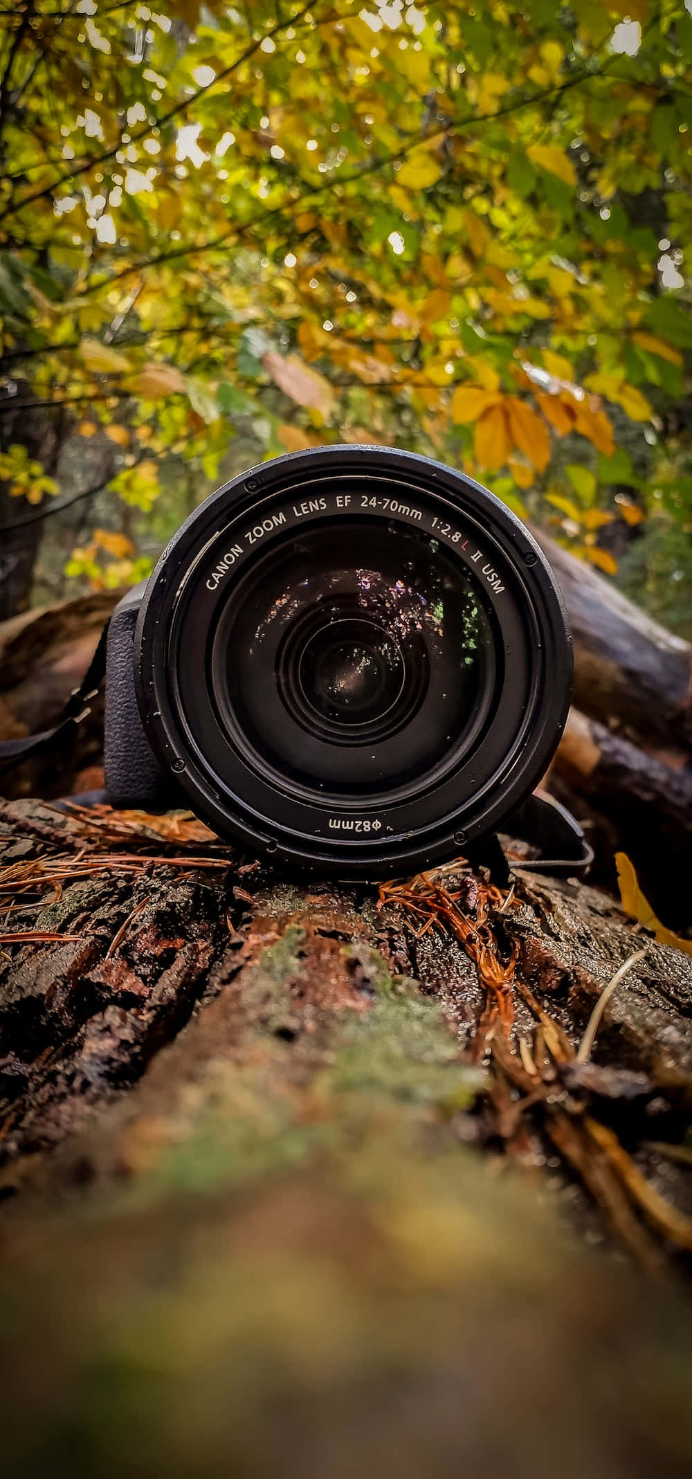 isang camera lens sa isang log sa gubat Wallpaper