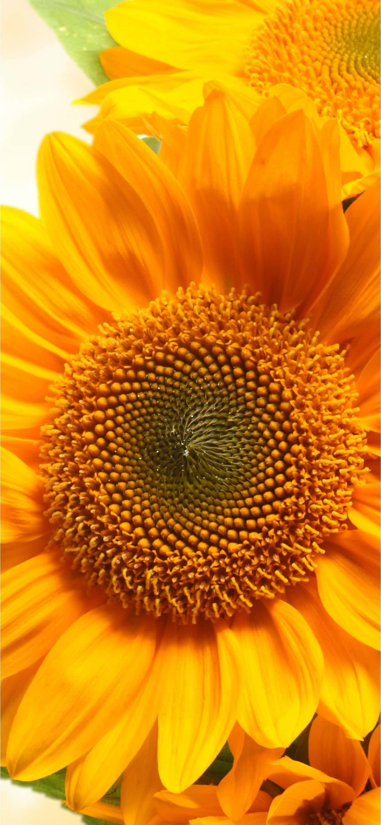 isang close up ng isang sunflower Wallpaper