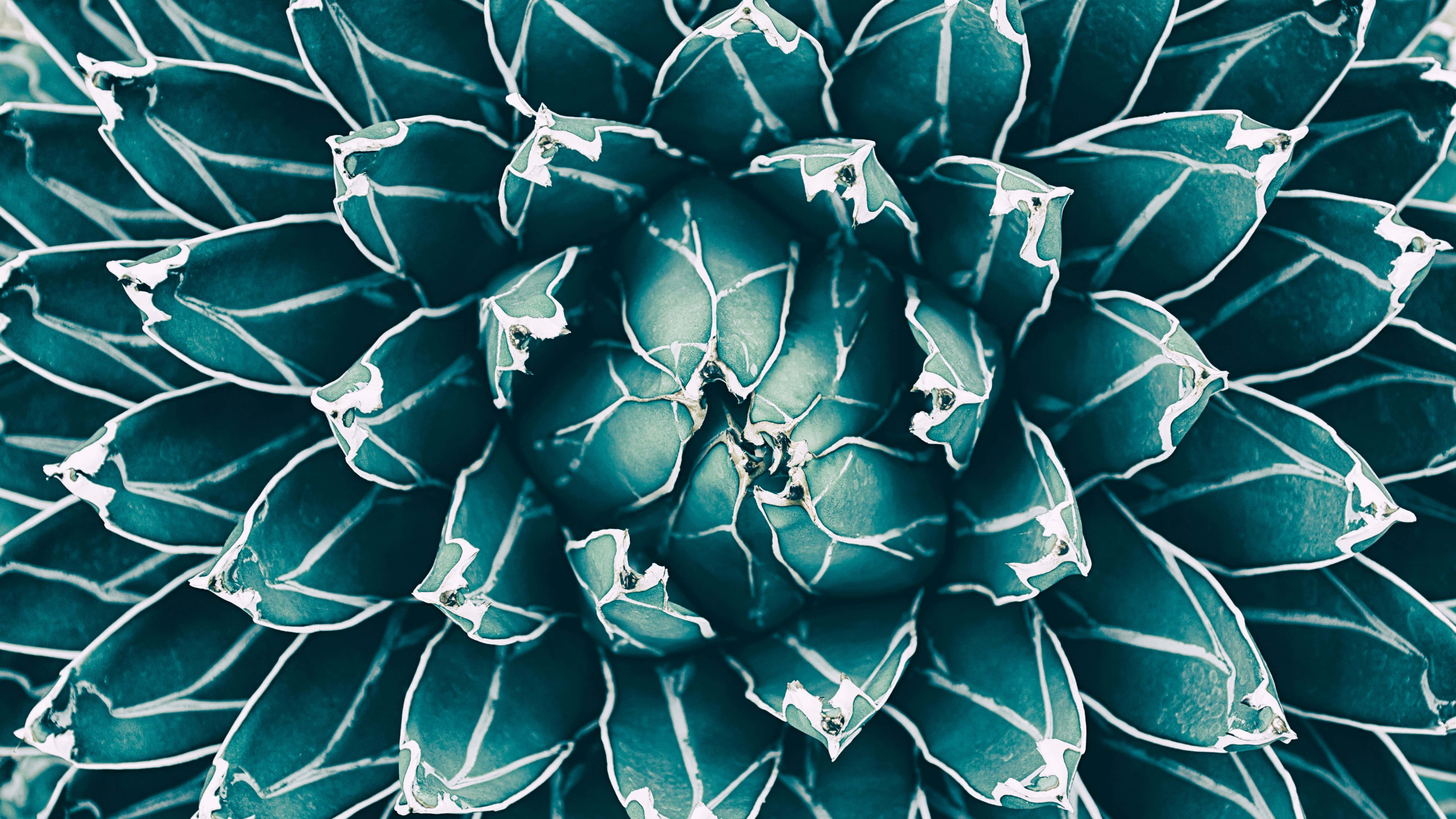 Isang close-up ng magandang lilang at rosas na bulaklak Wallpaper