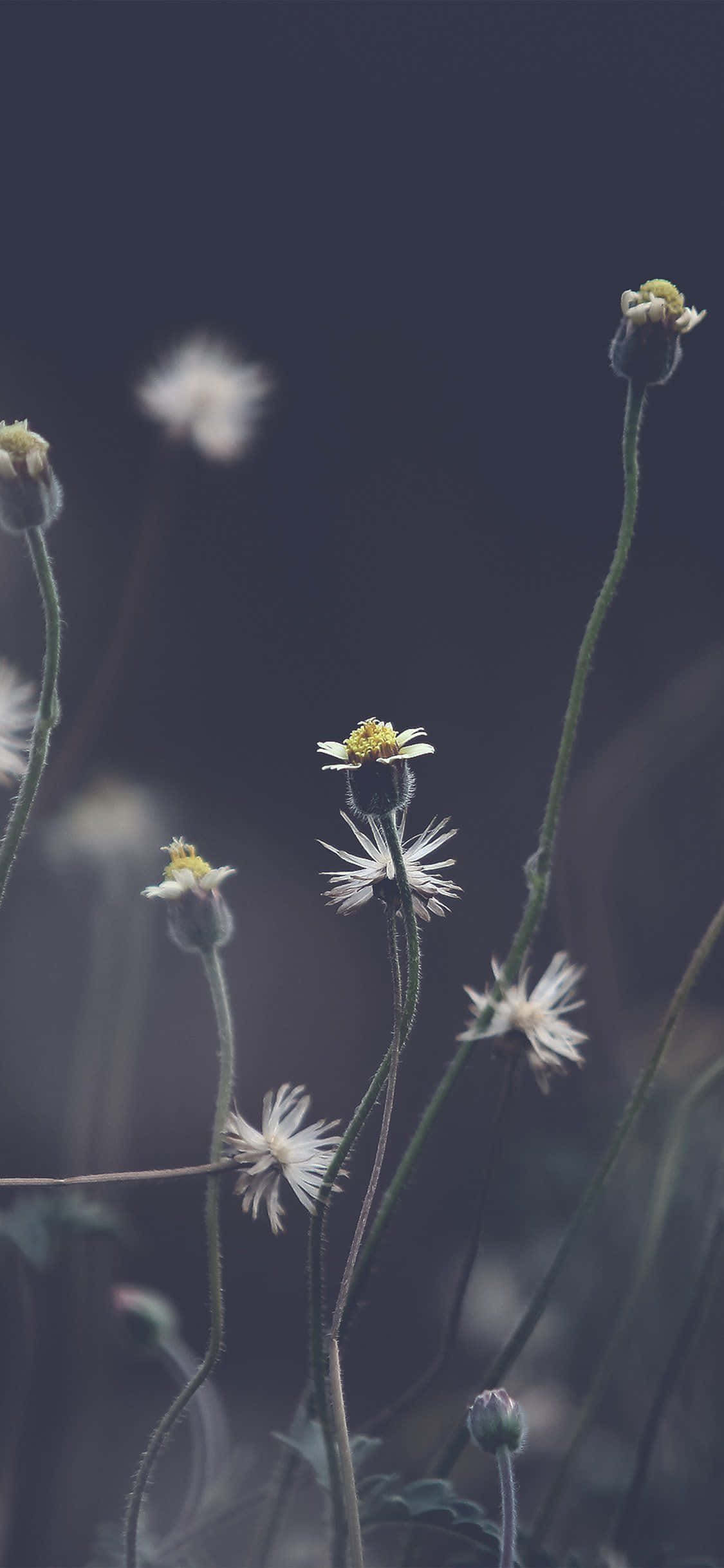 Isang close-up ng mga daisy sa bukid Wallpaper