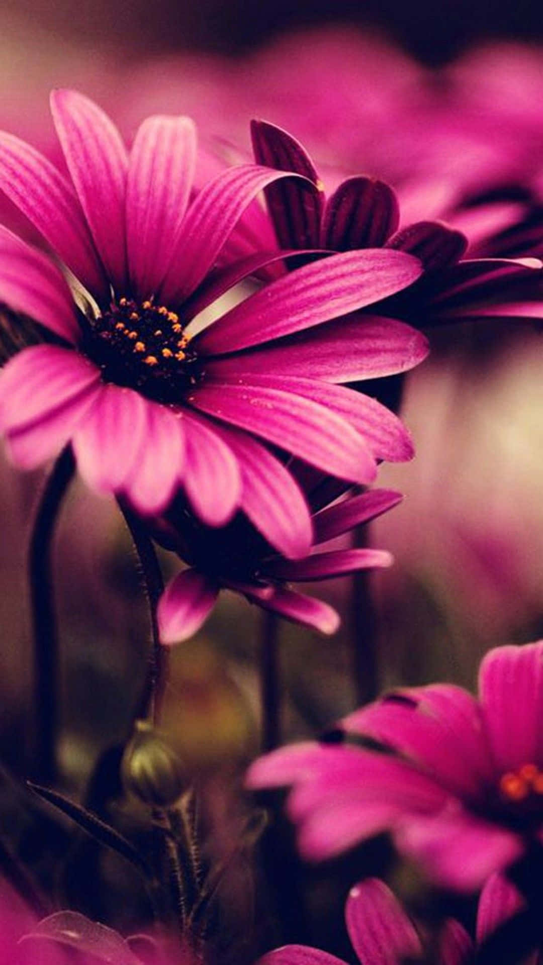 Isang close-up ng mga pink na bulaklak sa madilim na background Wallpaper