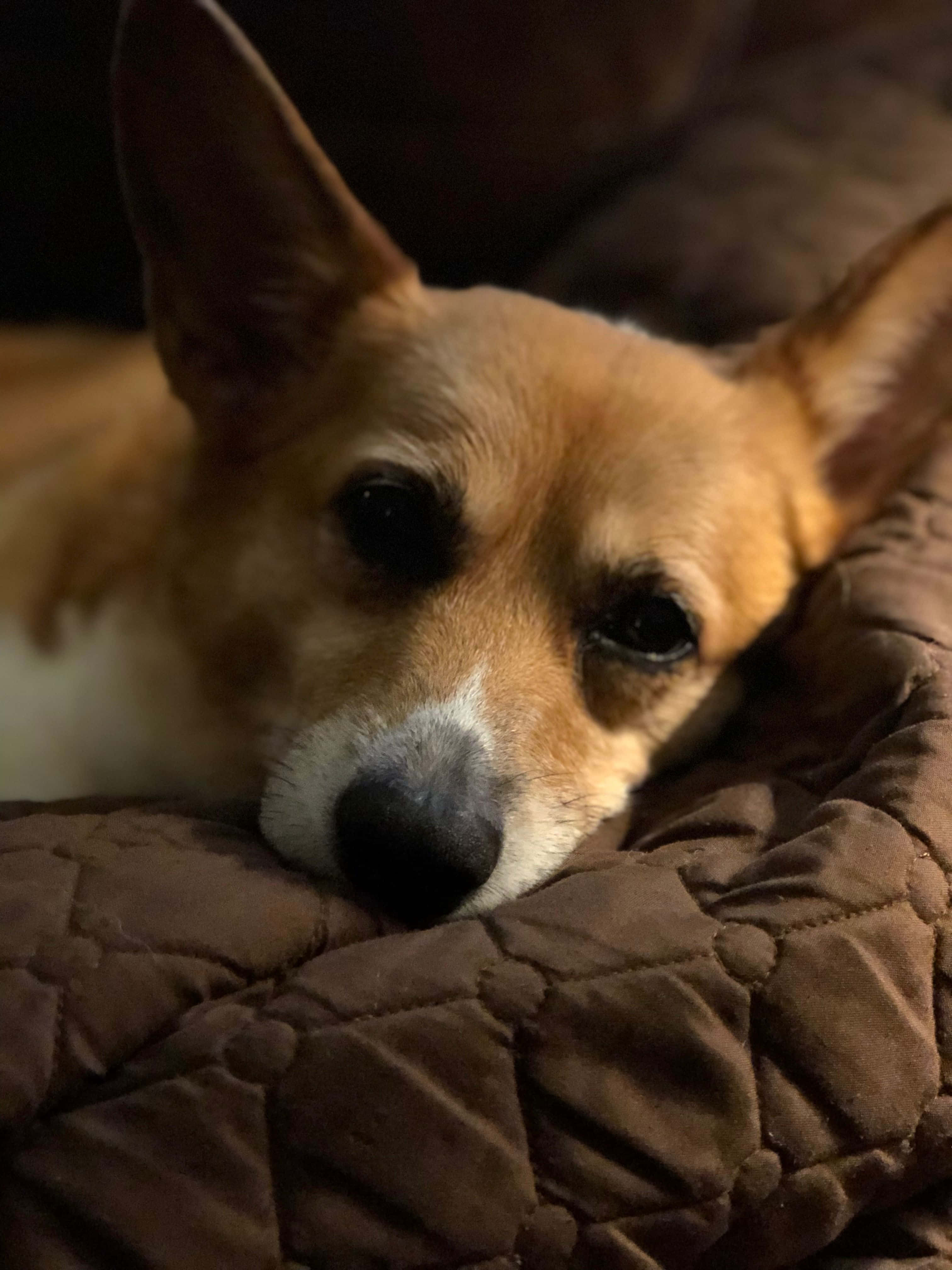 Isang Corgi na Nag-eenjoy ng Tag-init Wallpaper