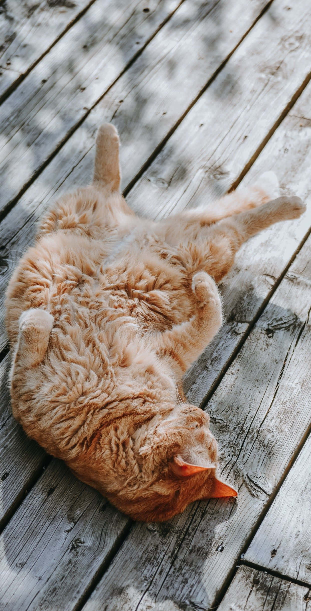 Isang cute at malambot na itim na pusa na matamis na ngumingiti. Wallpaper