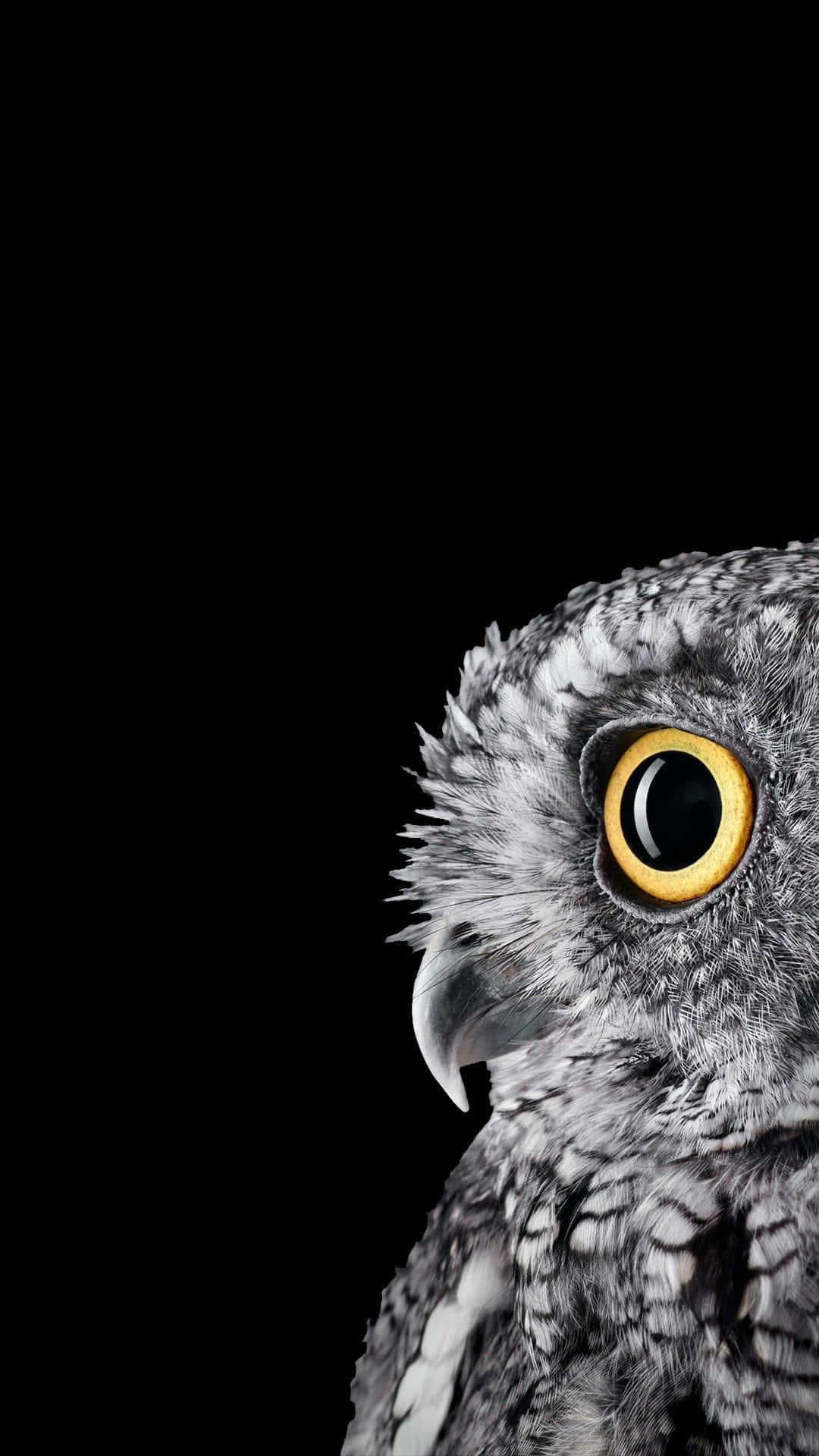 Isang Cute na Kuwago na Nakaupo sa Sanga ng Puno Wallpaper