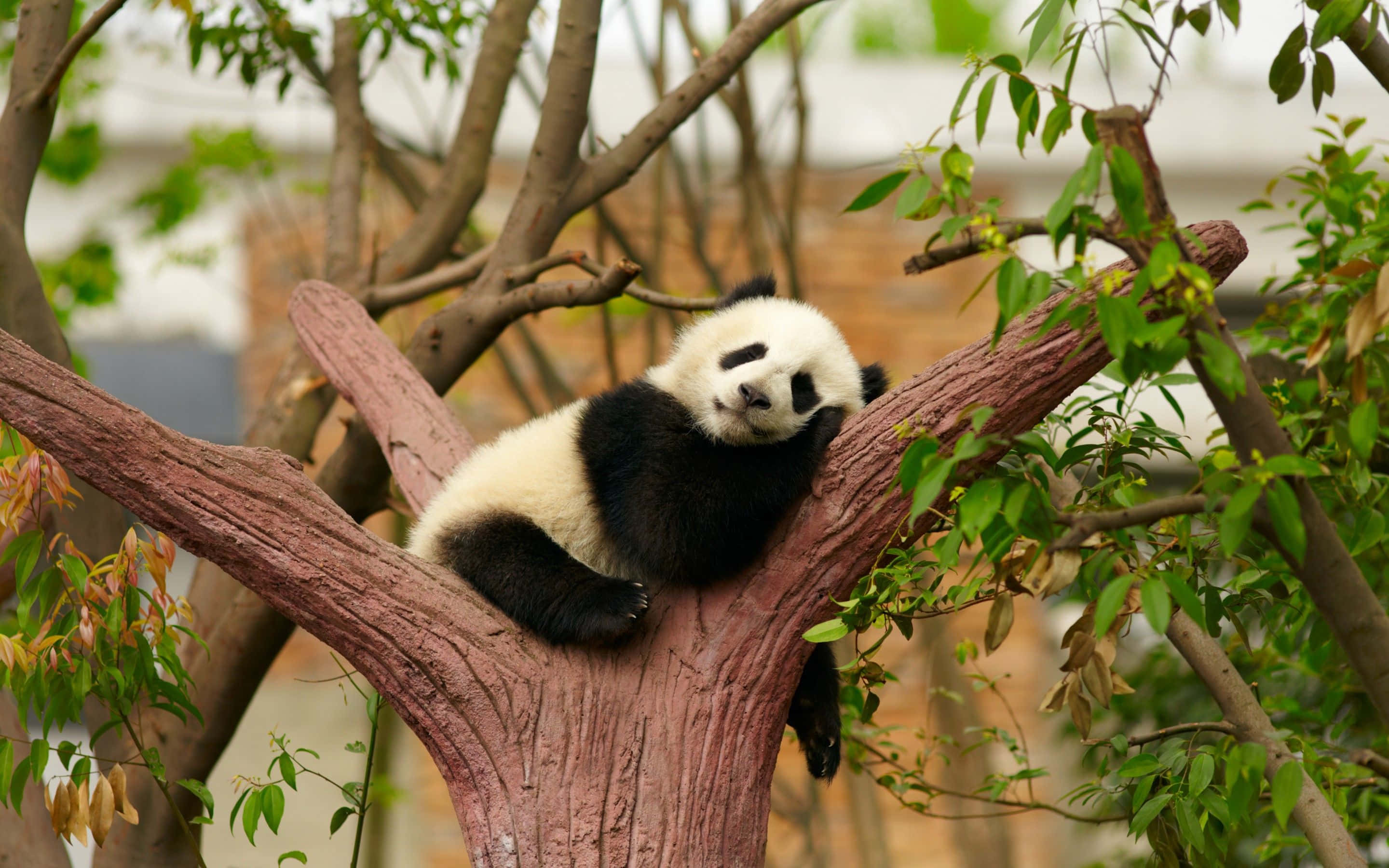"Isang cute na panda na nag-eenjoy ng meryenda sa natural nitong tirahan" Wallpaper