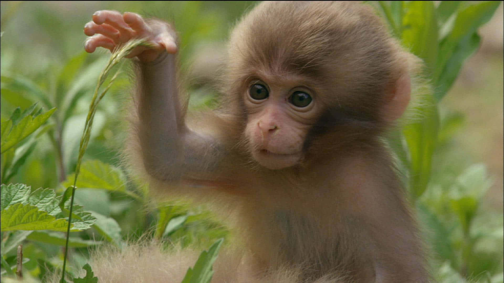 Isang cute na unggoy na masayang nakabitin sa puno Wallpaper