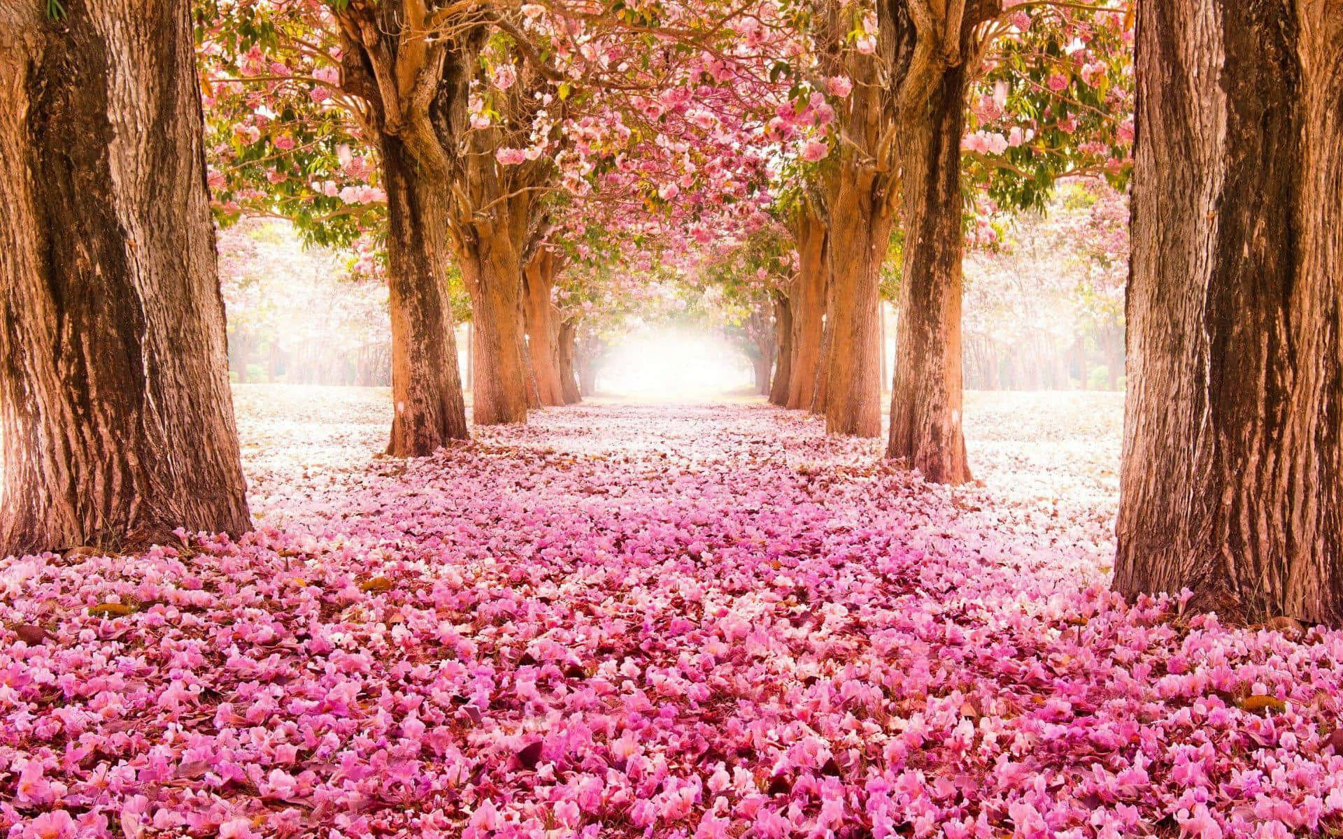isang daang kulay rosas na may mga punong kahoy at bulaklak Wallpaper