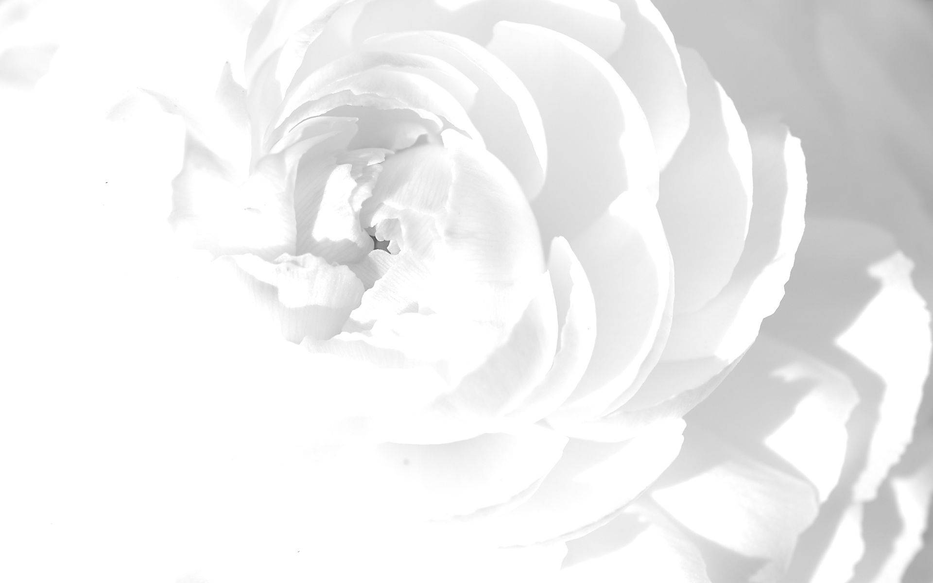 Isang delikadong pagpapakita ng puting mga petalo Wallpaper