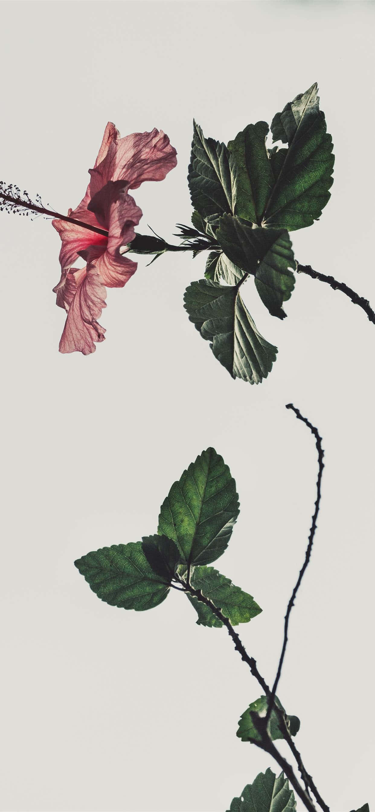 Isang dreamy pink at white aesthetic Wallpaper