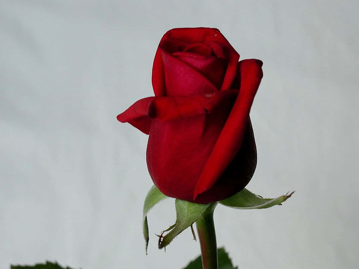 Isang Eleganteng Rosas na Bulaklak na Kulay Rosas Wallpaper