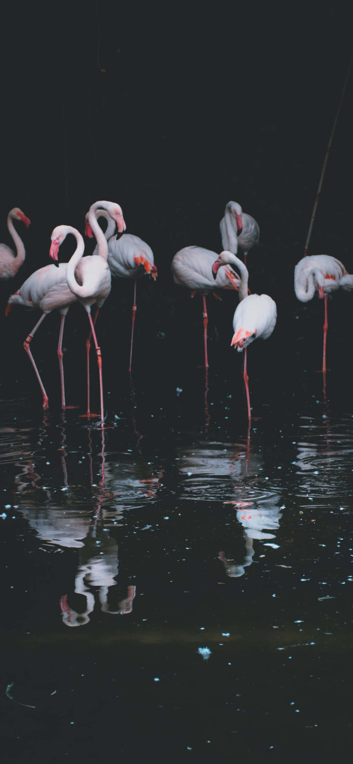 “Isang Flamingo na Lumilipad” Wallpaper