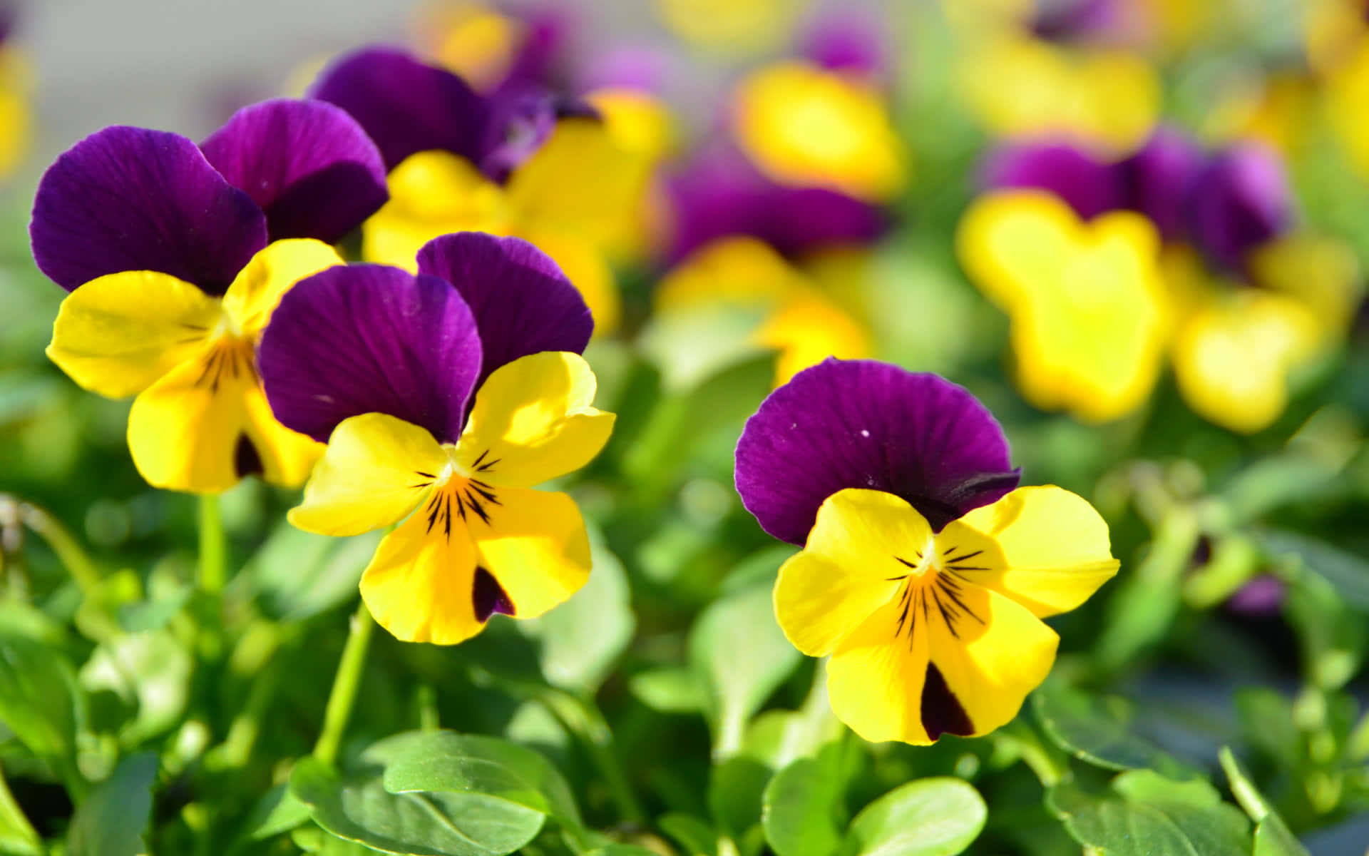 isang grupo ng lilang at dilaw na pansy na tumutubo sa lupa Wallpaper
