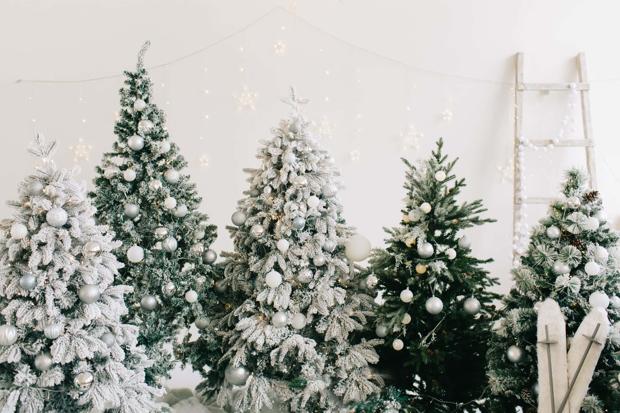 isang grupo ng mga puno ng pasko sa loob ng isang silid Wallpaper