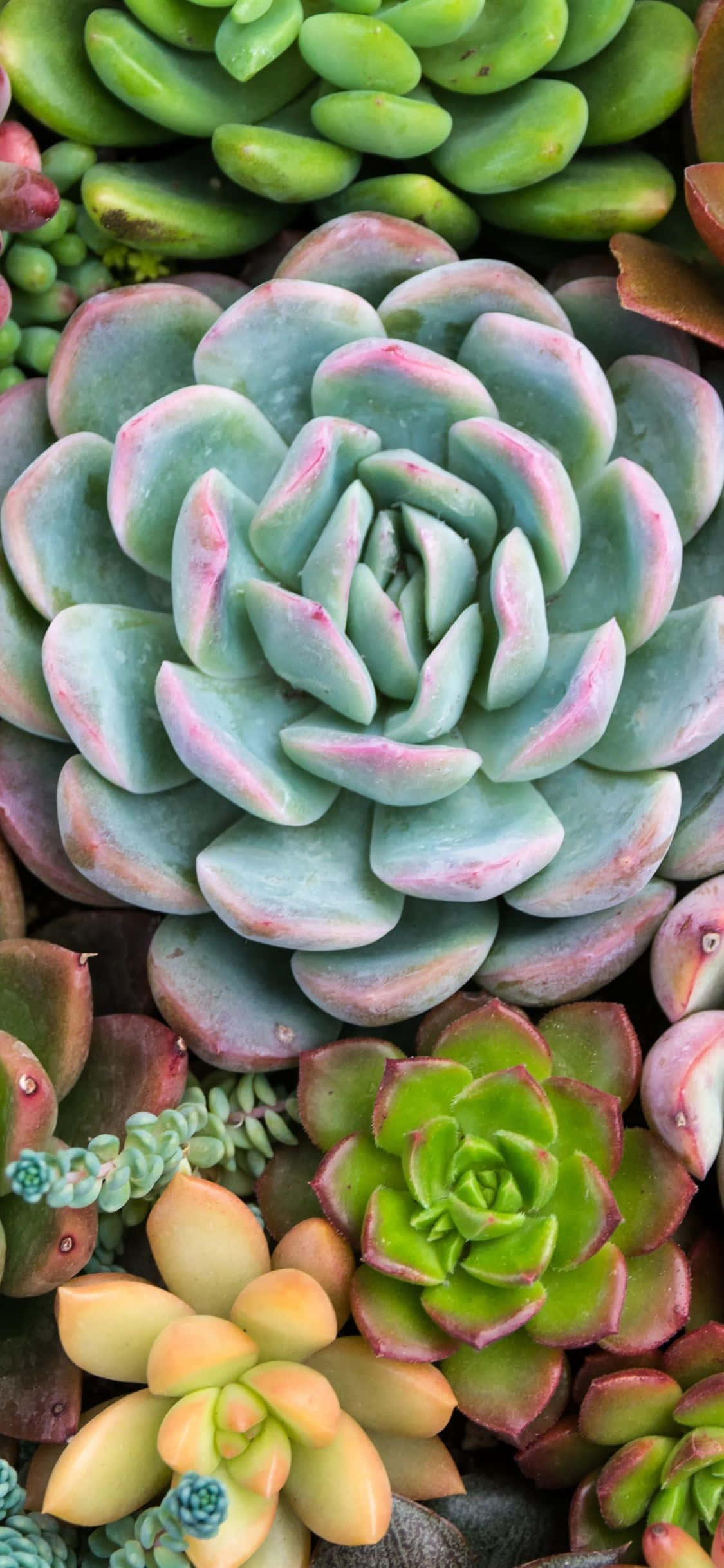isang grupo ng succulents sa isang pile Wallpaper