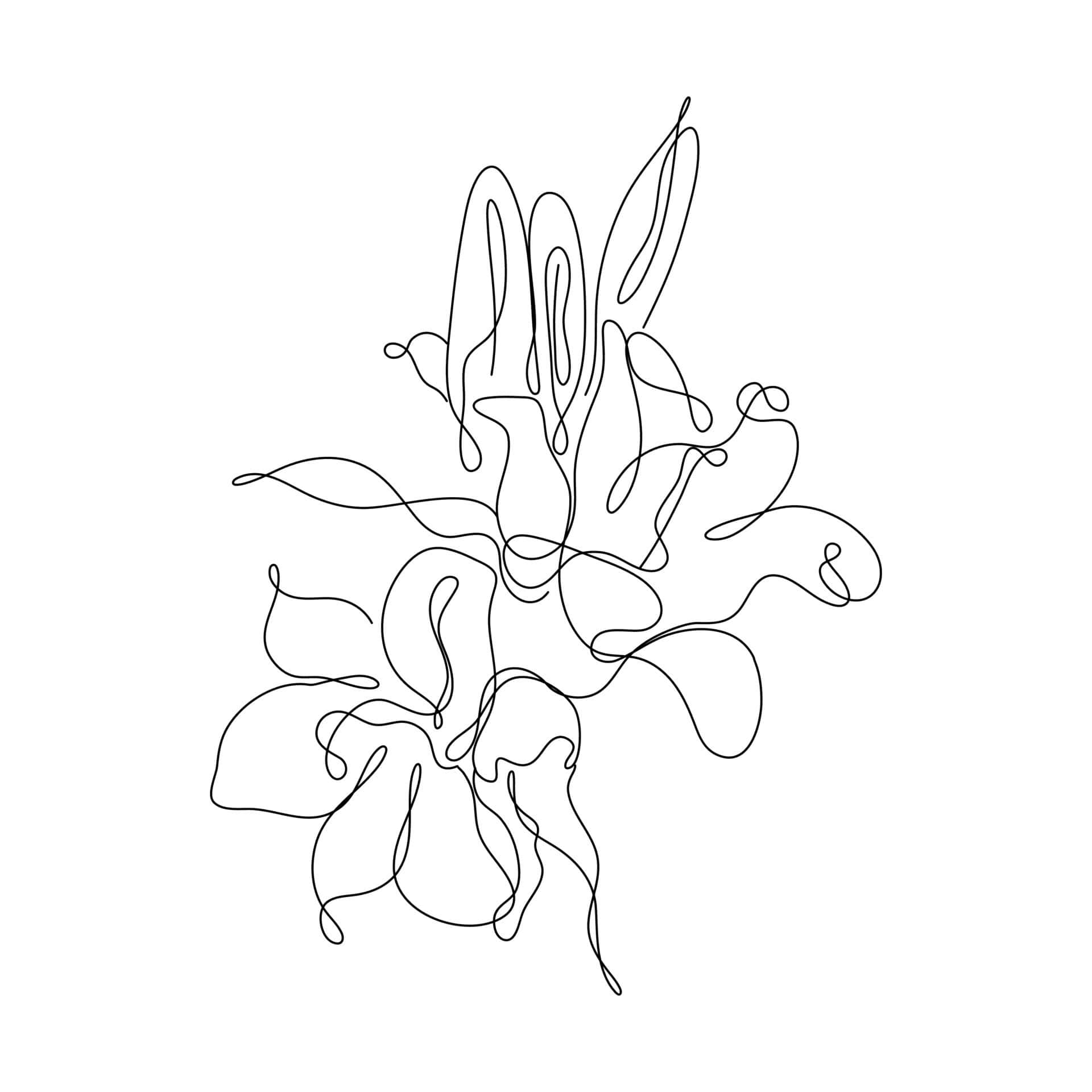 isang guhit na linya ng isang bulaklak Wallpaper