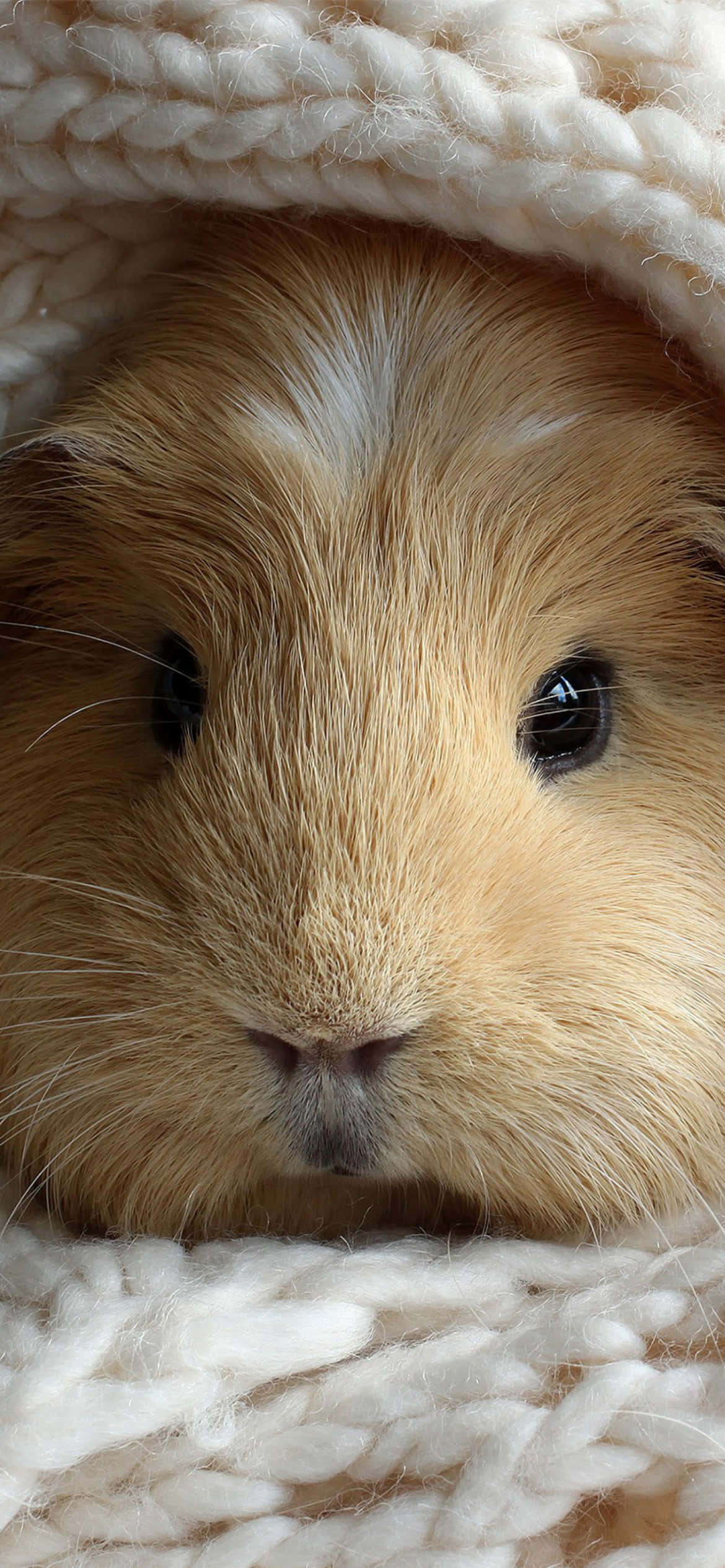 isang guinea pig ay nagtatago sa isang kumot Wallpaper