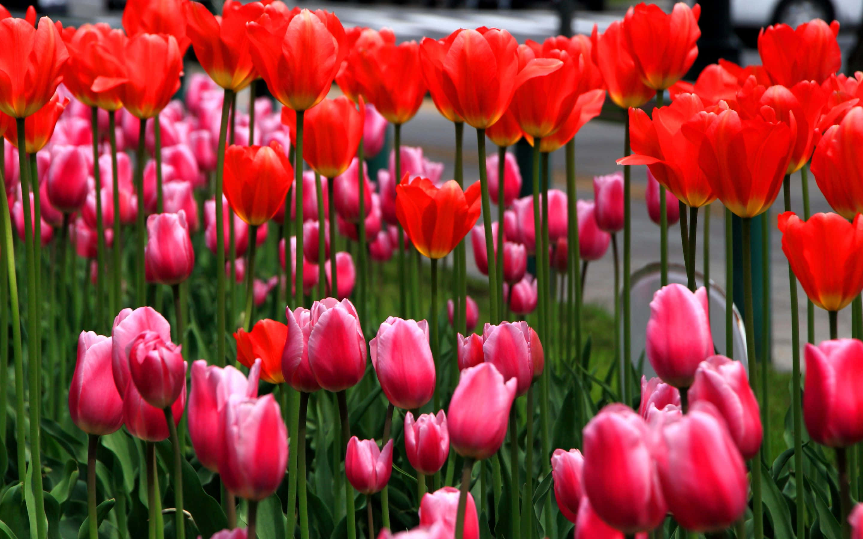 isang hanay ng mga tulip Wallpaper