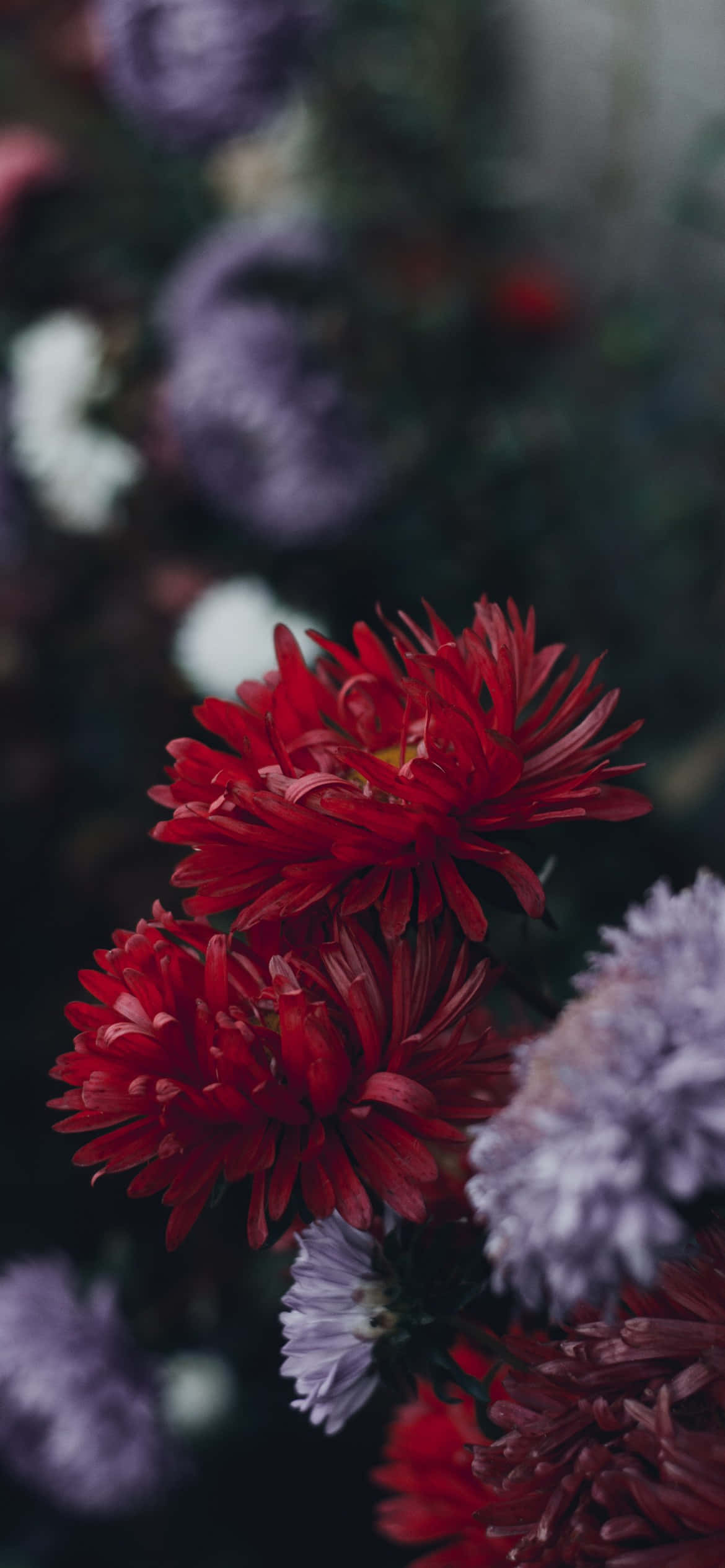 Isang hardin na puno ng magagandang bulaklak, perpekto para sa iPhone background Wallpaper