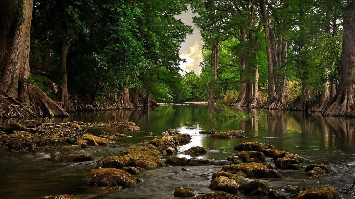 isang ilog na may mga bato at puno sa likuran Wallpaper