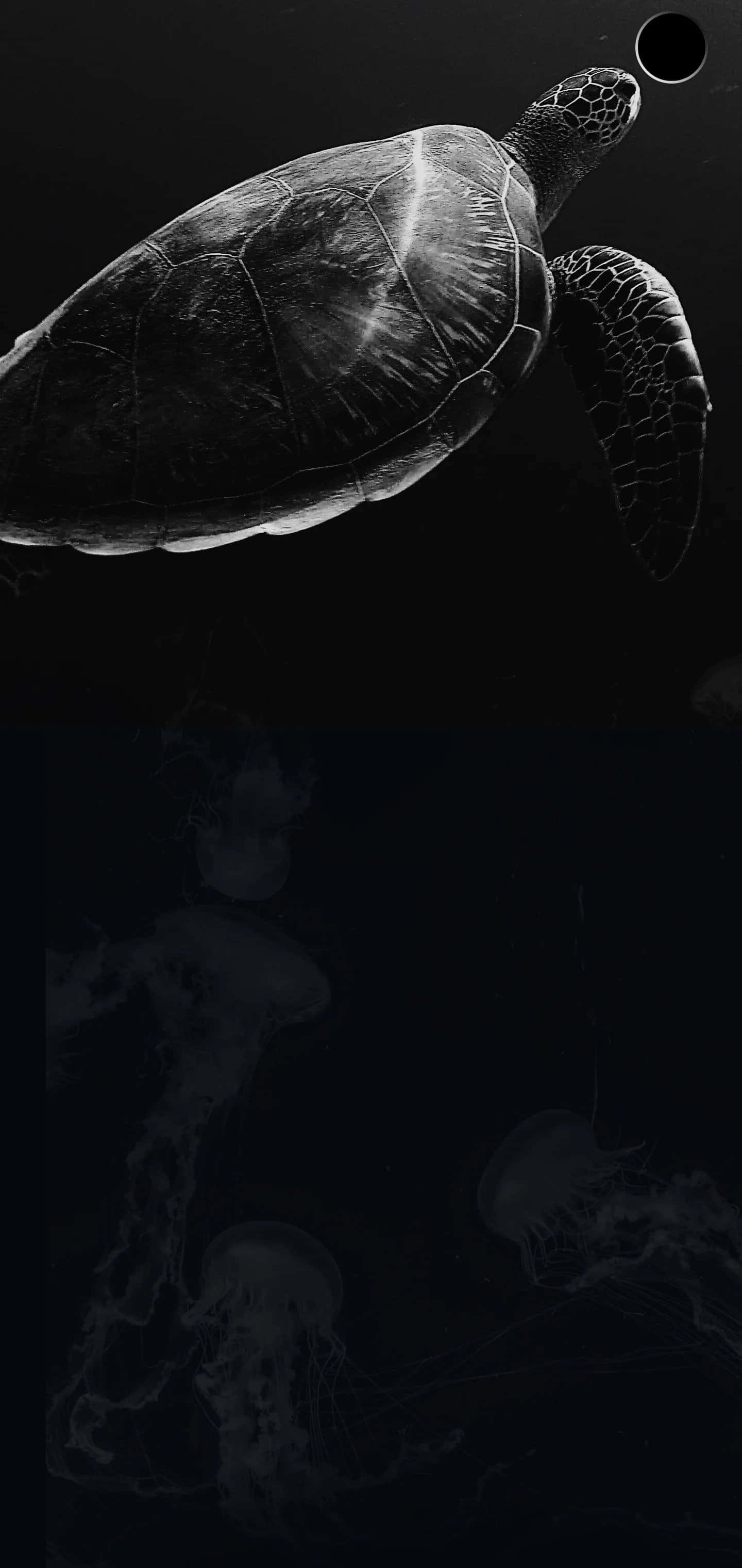 isang itim at puting na larawan ng isang pagong at dikya Wallpaper