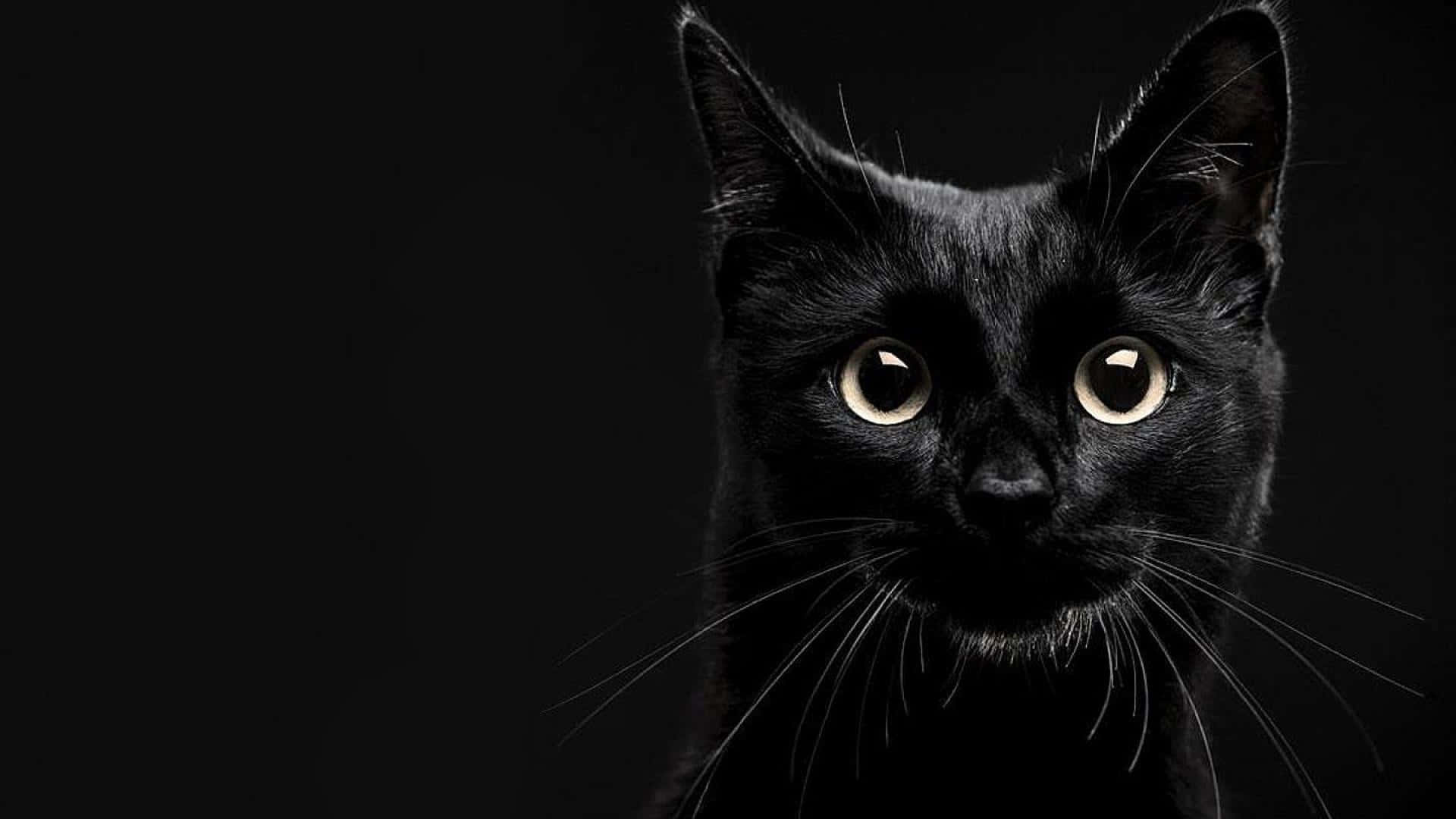 isang itim na pusa ang nakatitig sa kamera Wallpaper