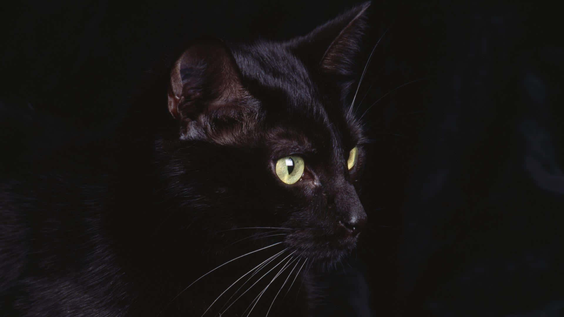 isang itim na pusa na may berdeng mga mata ay nakatitig sa kamera Wallpaper