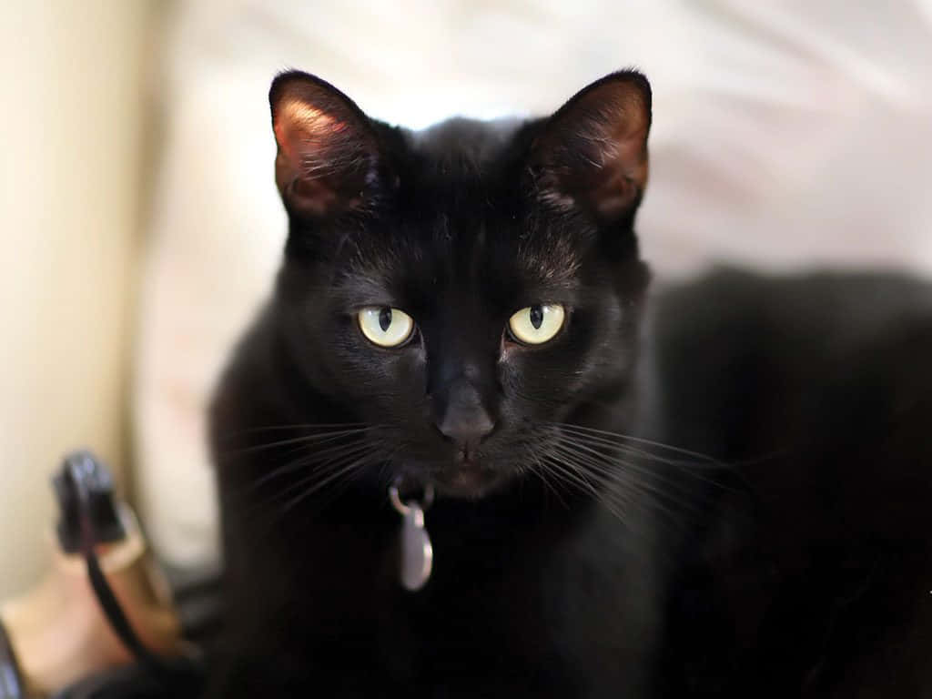 Isang itim na pusa na may berdeng mga mata ay nakaupo sa kama Wallpaper