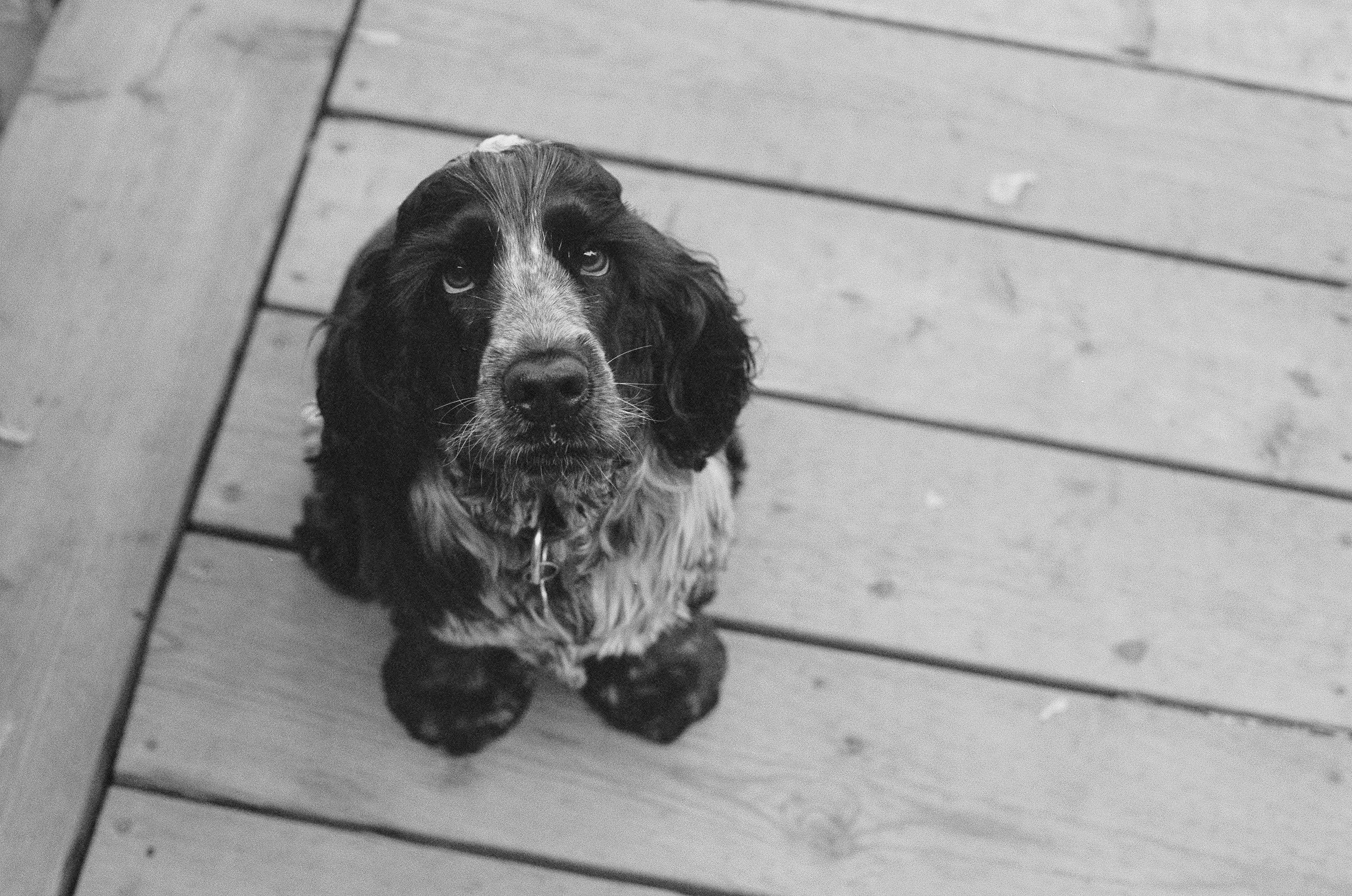 Isang Itim na Tuta ng Cocker Spaniel na Mapagmahal na Nakatingin sa Kamera Wallpaper