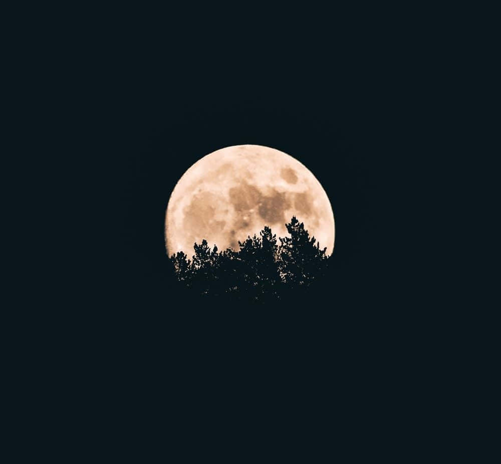 Isang kabilugan ng buwan na nakikita sa pagitan ng mga puno sa dilim Wallpaper