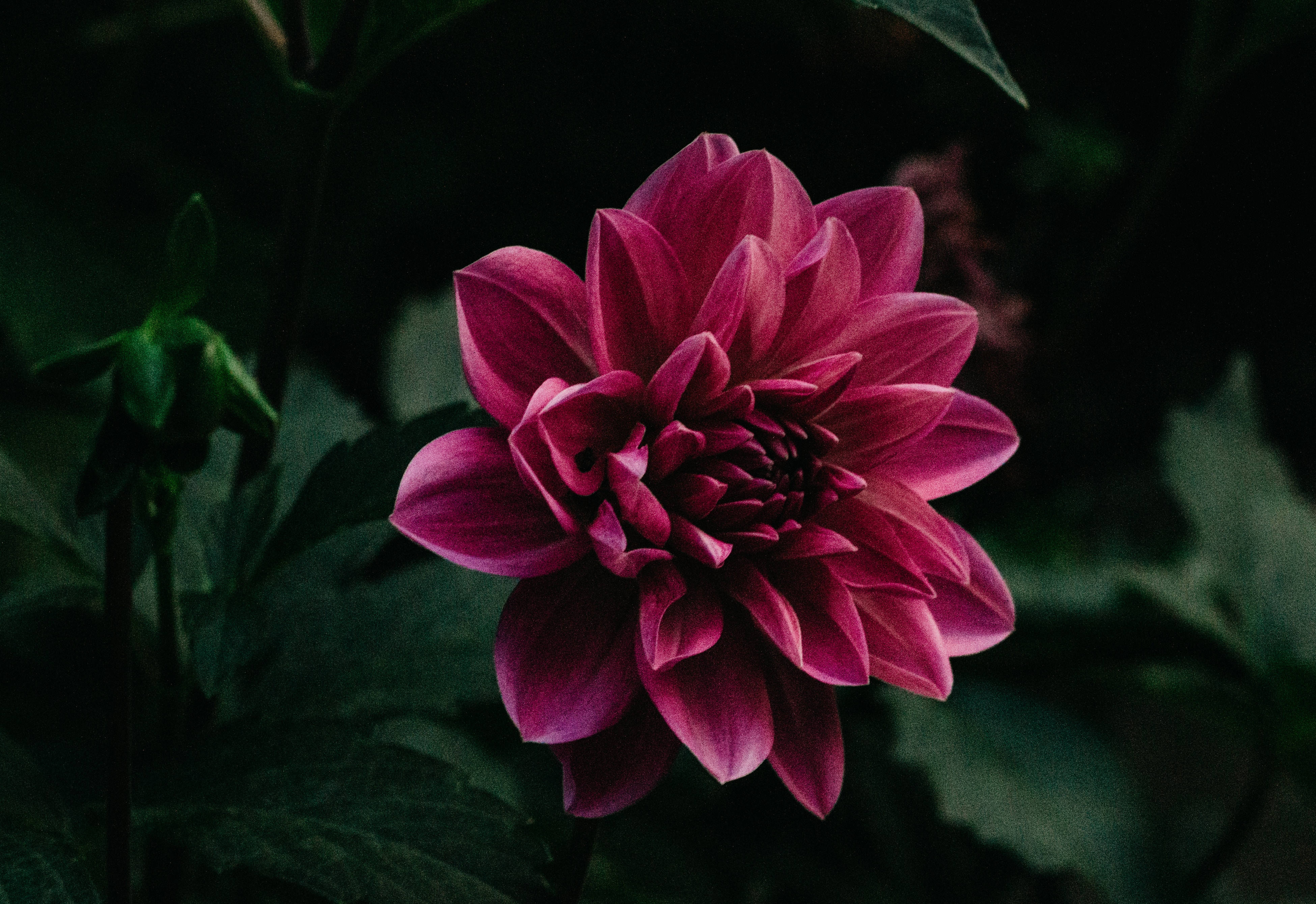 Isang kahanga-hangang lilang bulaklak na ganap na namumulaklak Wallpaper