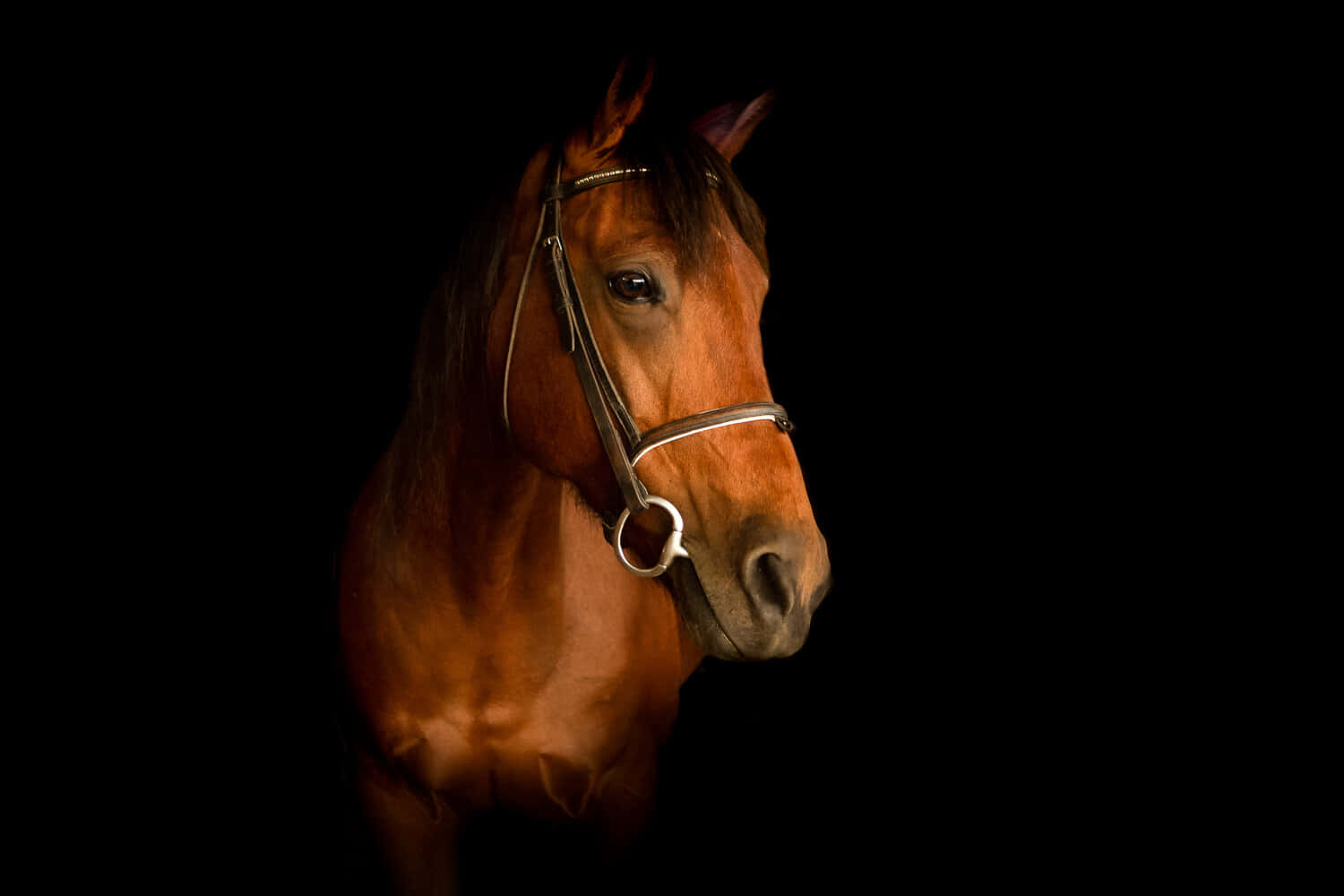 Isang Kahanga-hangang Paint Horse Laban sa Paglubog ng Araw Wallpaper