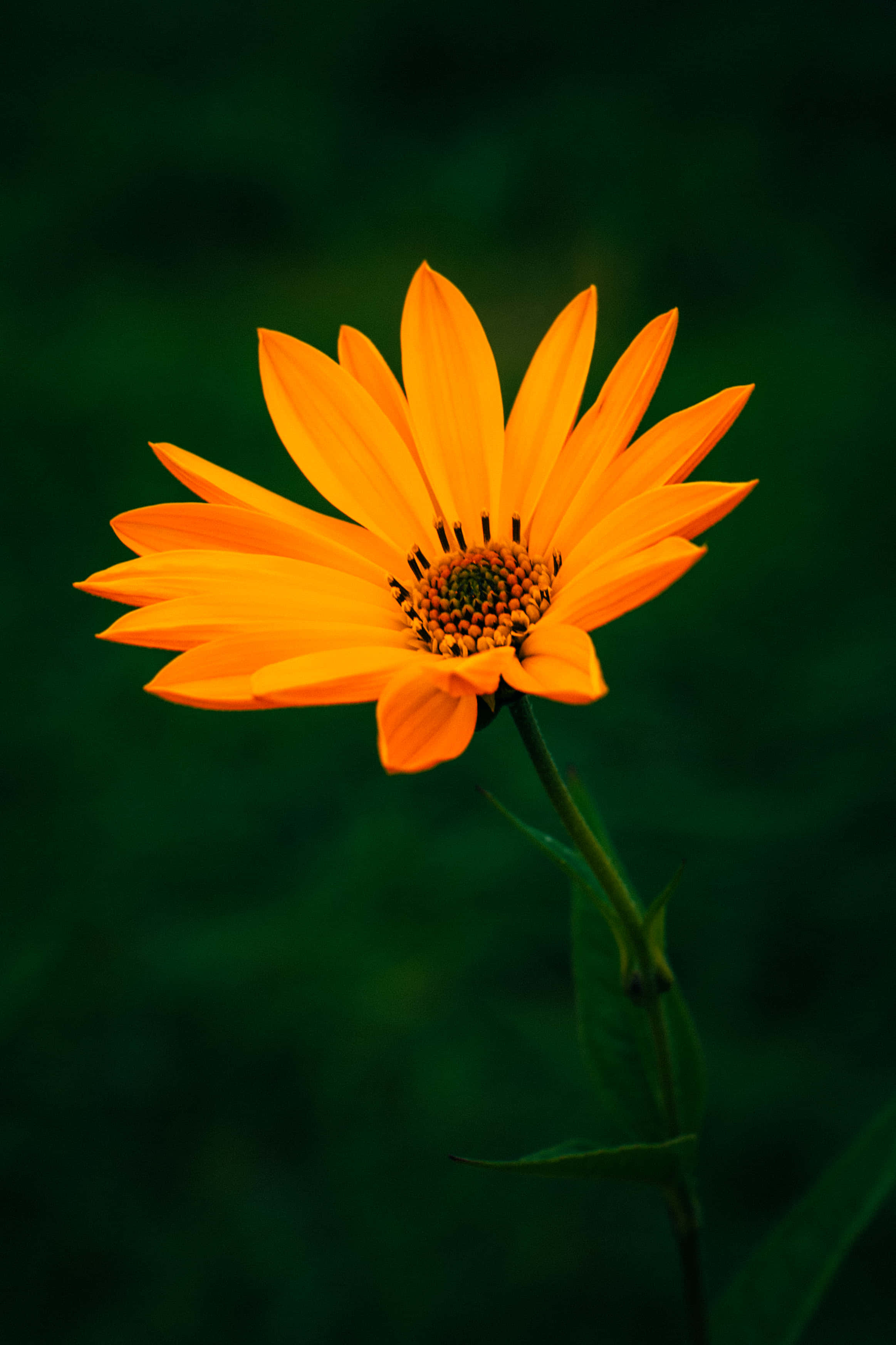 Isang Kahel na Bulaklak sa Madilim na Background Wallpaper
