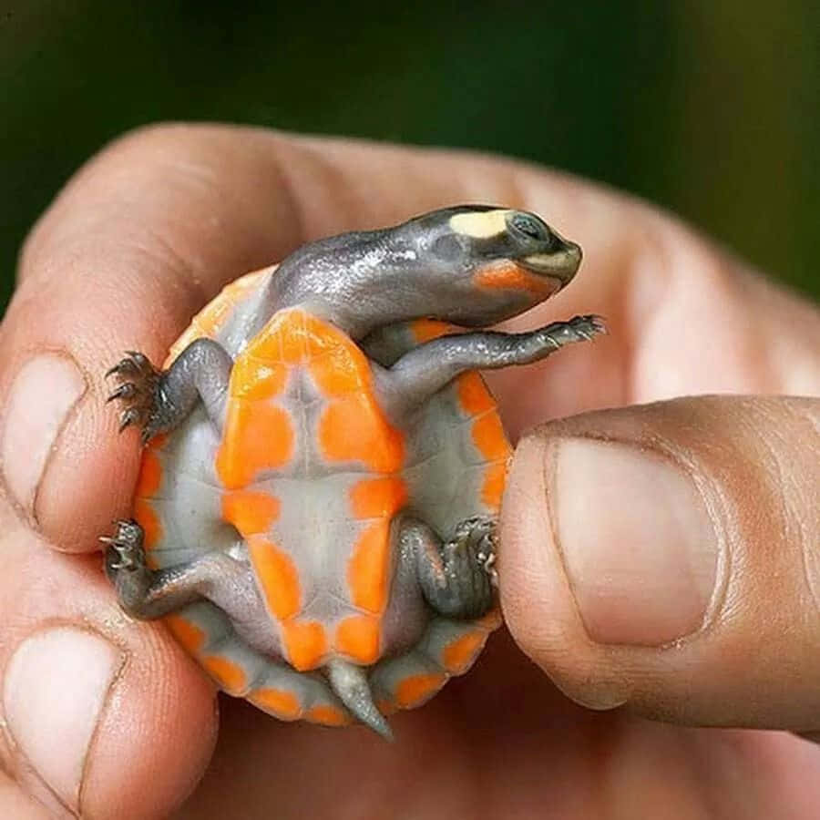 Isang kaibig-ibig na Cute Turtle na naglalakad Wallpaper
