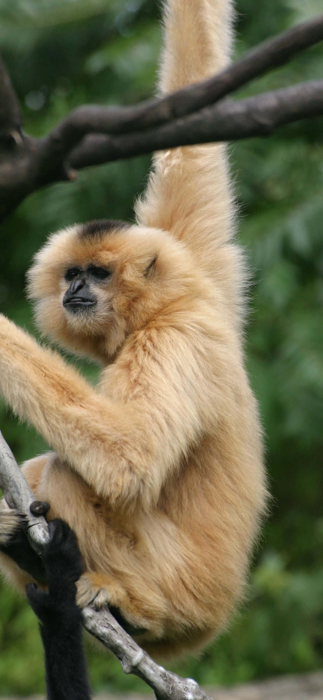 Isang kakaibang kombinasyon ng isang iPhone Xs Max na may isang kaibig-ibig na gibbon Wallpaper