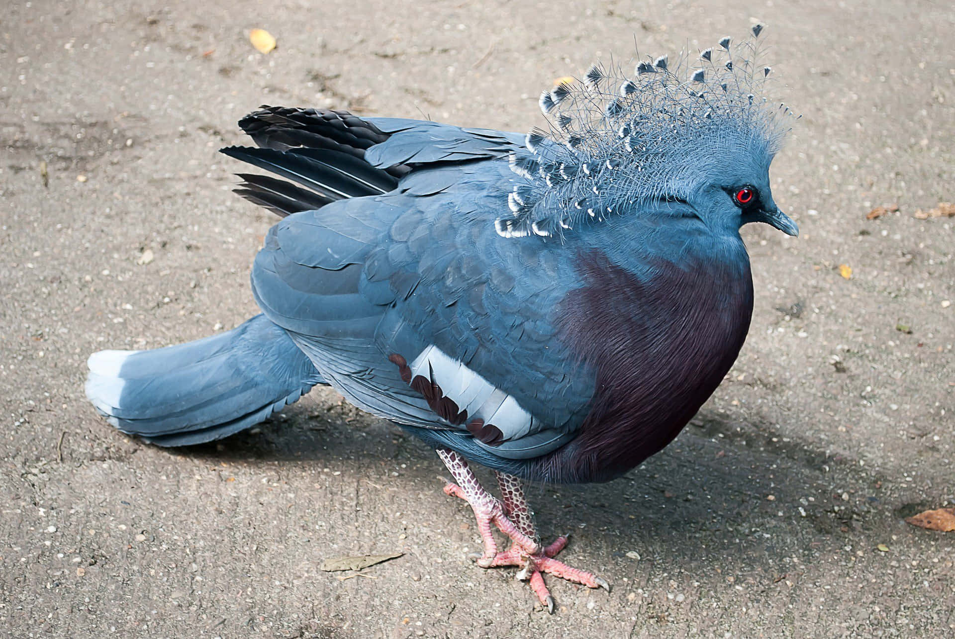 Isang Kalapati na Nagpapakita ng mga Pluma sa Likod Nito Wallpaper