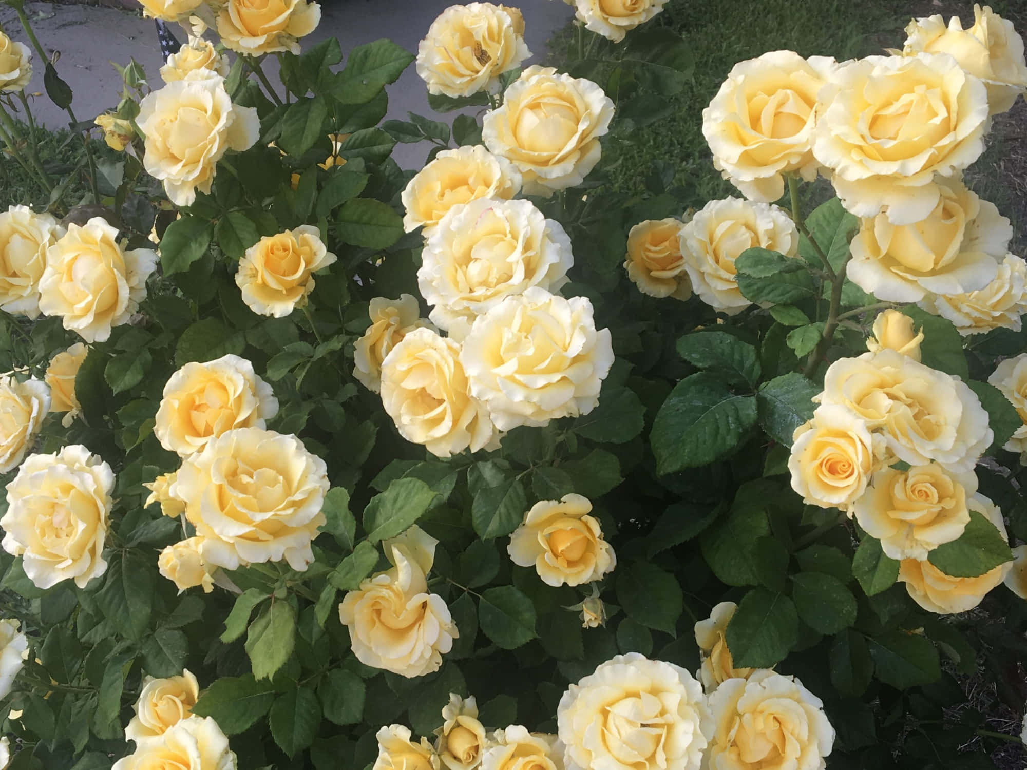 Isang komposisyon ng makukulay na daisy, ligaw na orkidyas, at rosas ng tag-init Wallpaper