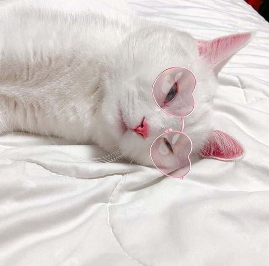 Isang kontentong kulay abong pusa sa isang maaliwalas na pahingahang lugar. Wallpaper