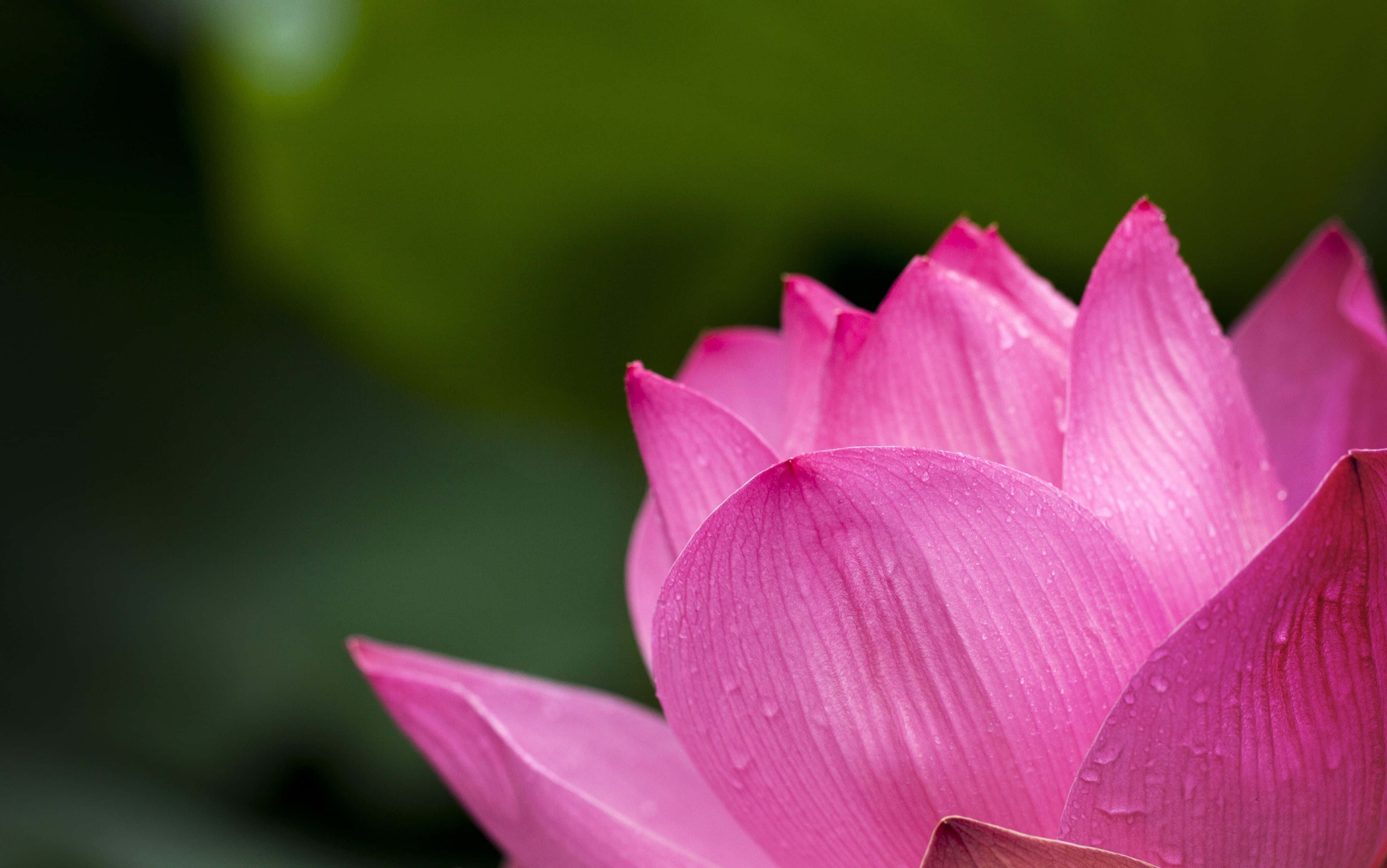 isang kulay rosas na bulaklak ng lotus na may mga patak ng tubig dito Wallpaper