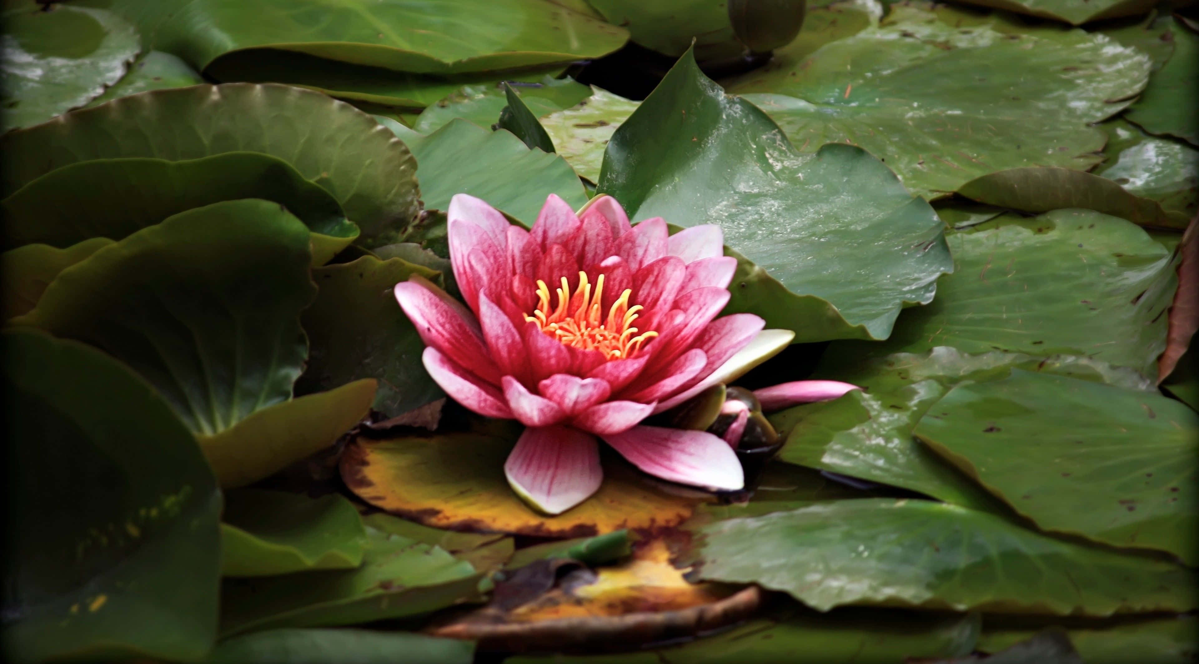 Isang kulay rosas na water lily sa isang lawa na may mga luntiang dahon Wallpaper