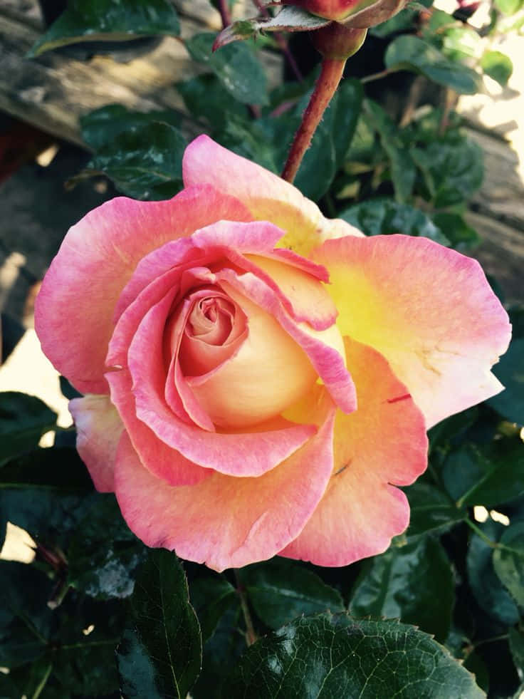 Isang kulay rosas na bulaklak ng rosas na nakatindig nang mataas at buong pagmamalaki sa isang hardin na puno ng makulay na mga kulay Wallpaper