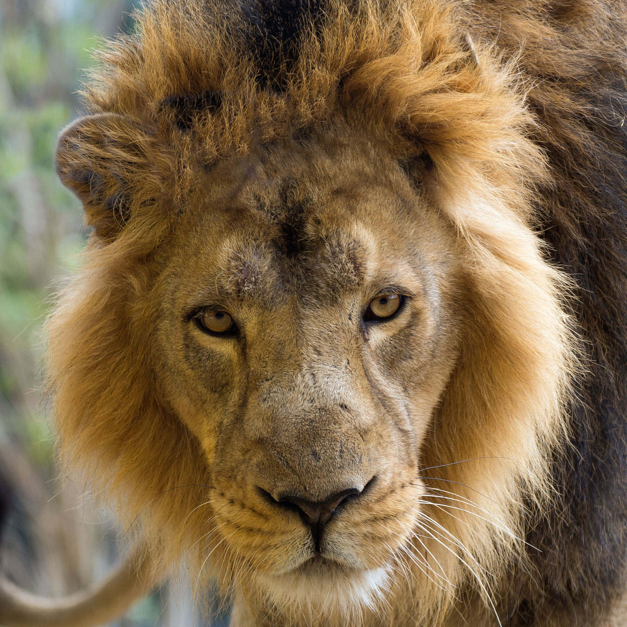 Isang lalaking African lion na may seryosong mukha na direktang nakatingin sa harap. Wallpaper