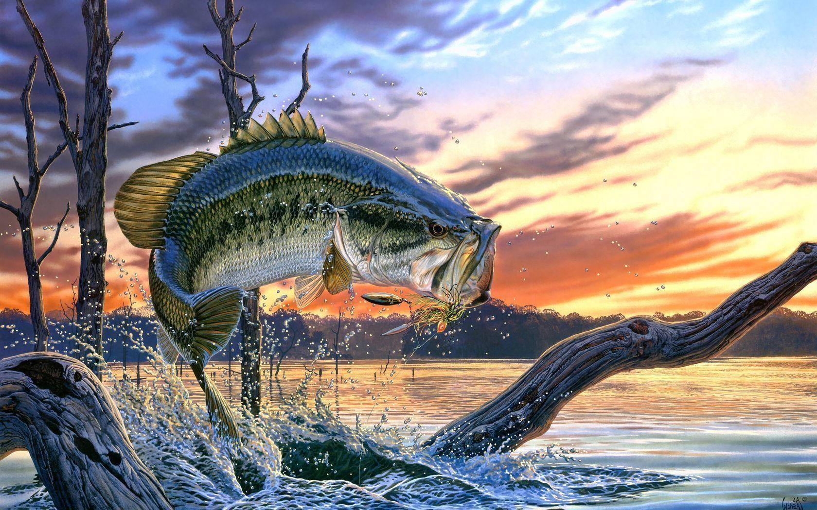 Isang Largemouth Bass Sa Paglubog ng Araw Wallpaper