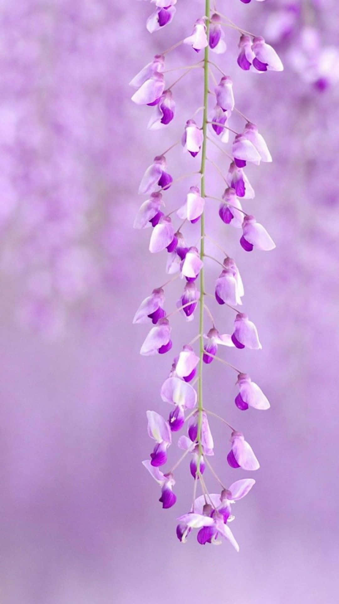 Isang lilang bulaklak na nakabitin sa sanga Wallpaper